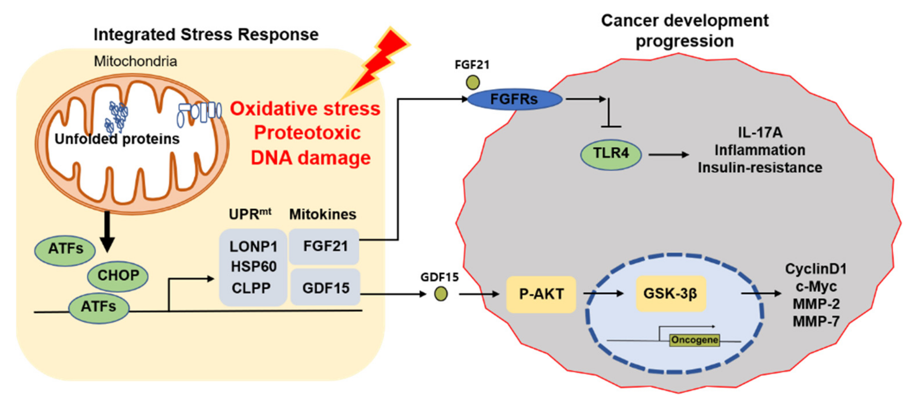 Cells 10 01901 g001 Cells 10 01901 g001