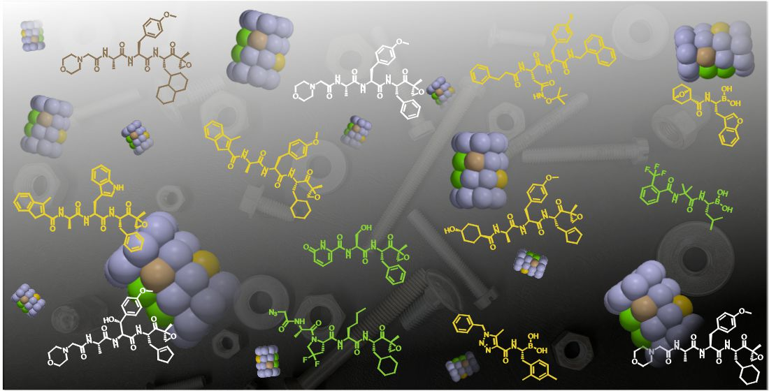 Cells | Free Full-Text | A Nut for Every Bolt: Subunit-Selective ...