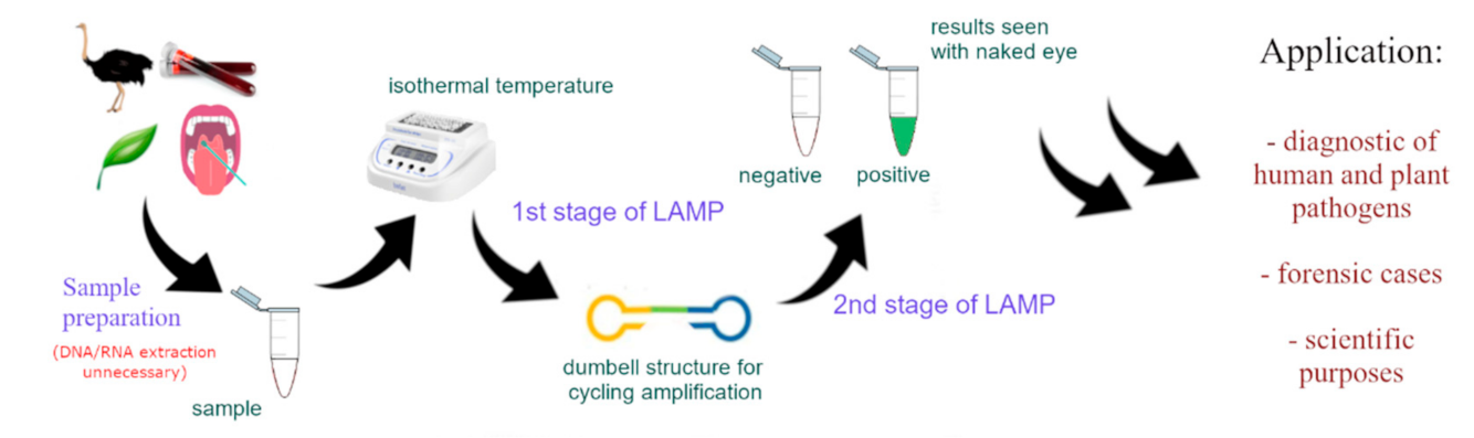 Cells | Free Full-Text | Loop-Mediated Isothermal Amplification (LAMP): The  Better Sibling of PCR? | HTML