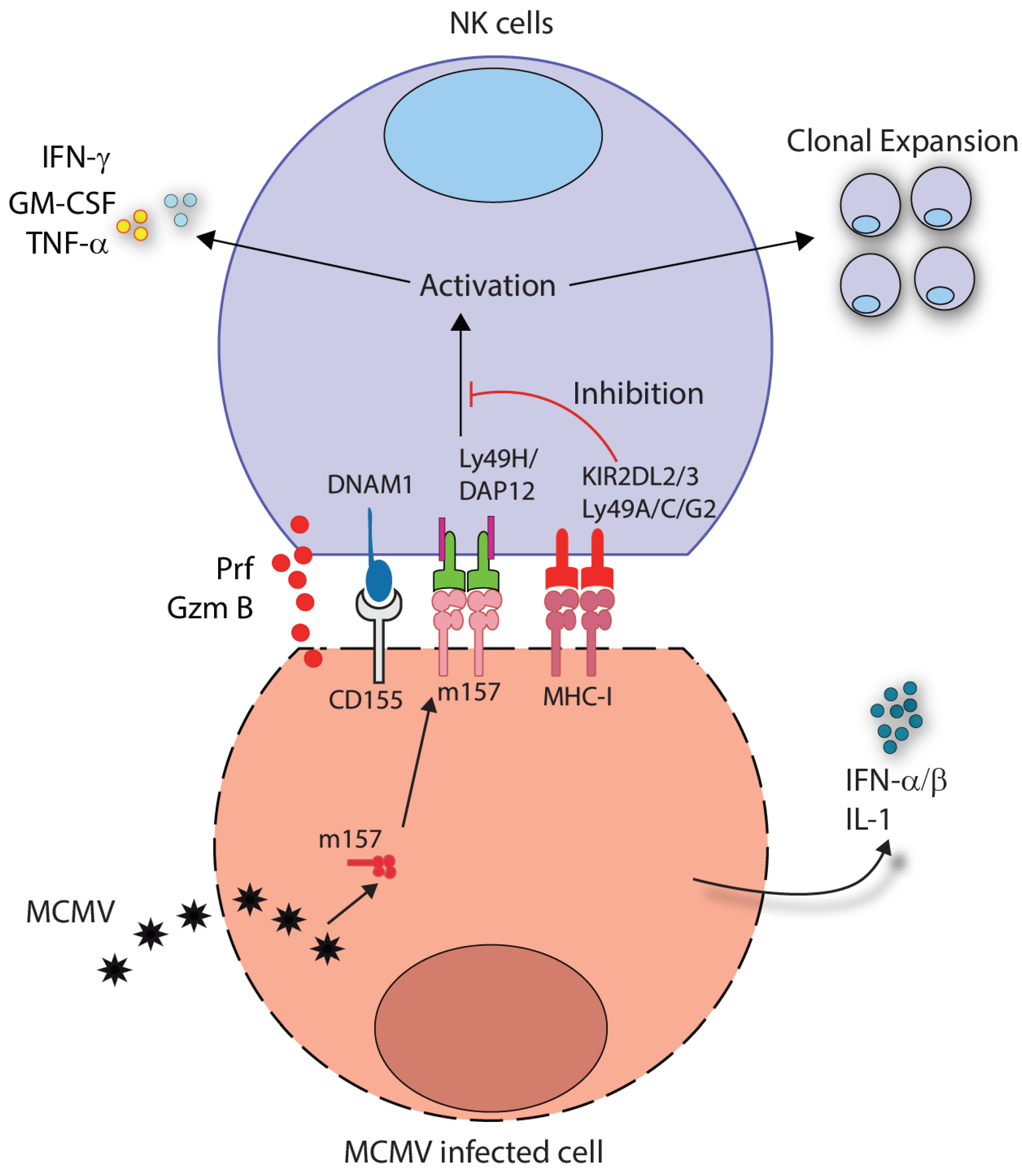 cells free full text implications of a third signal in nk cells html