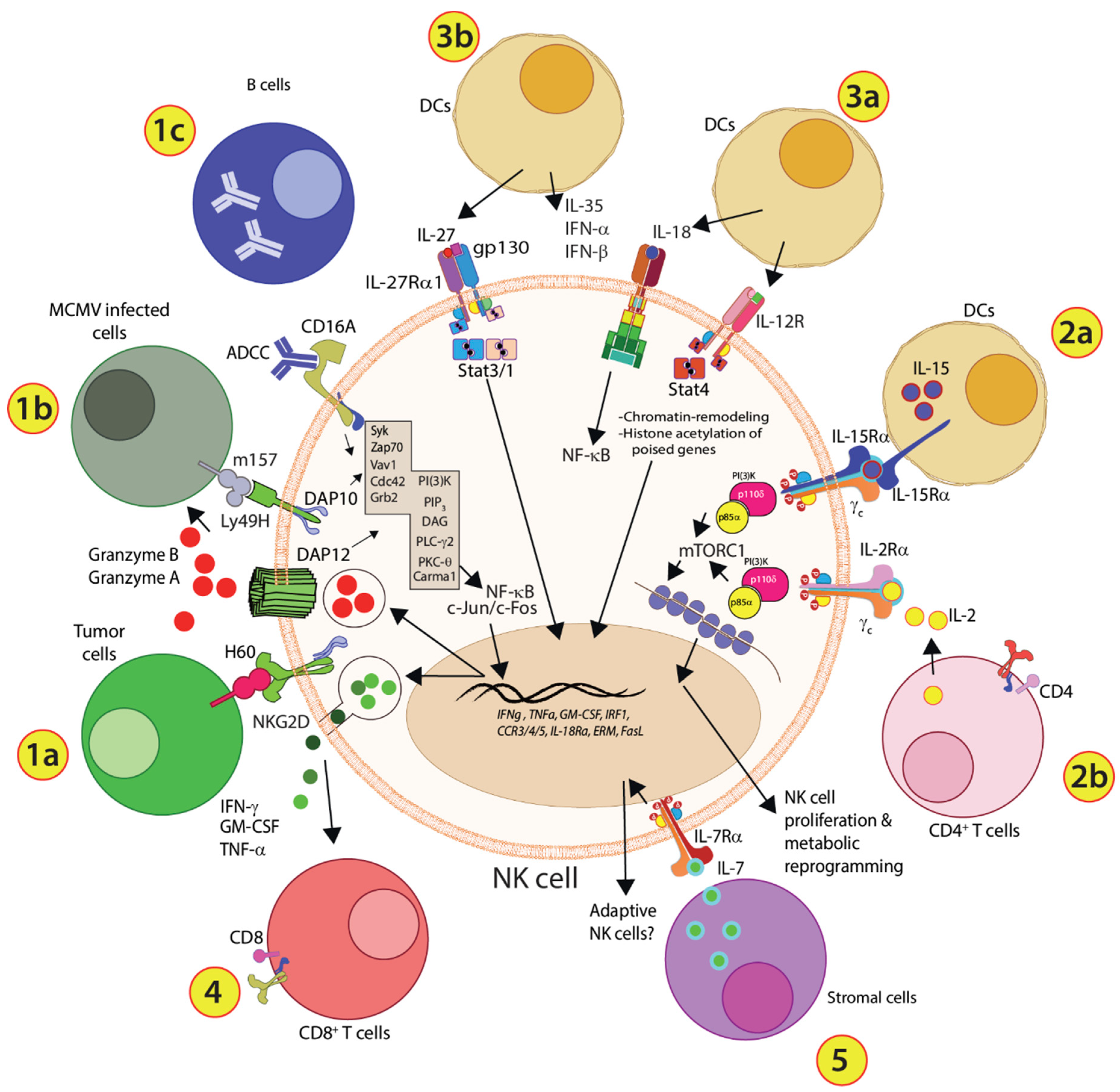 cells free full text implications of a third signal in nk cells html