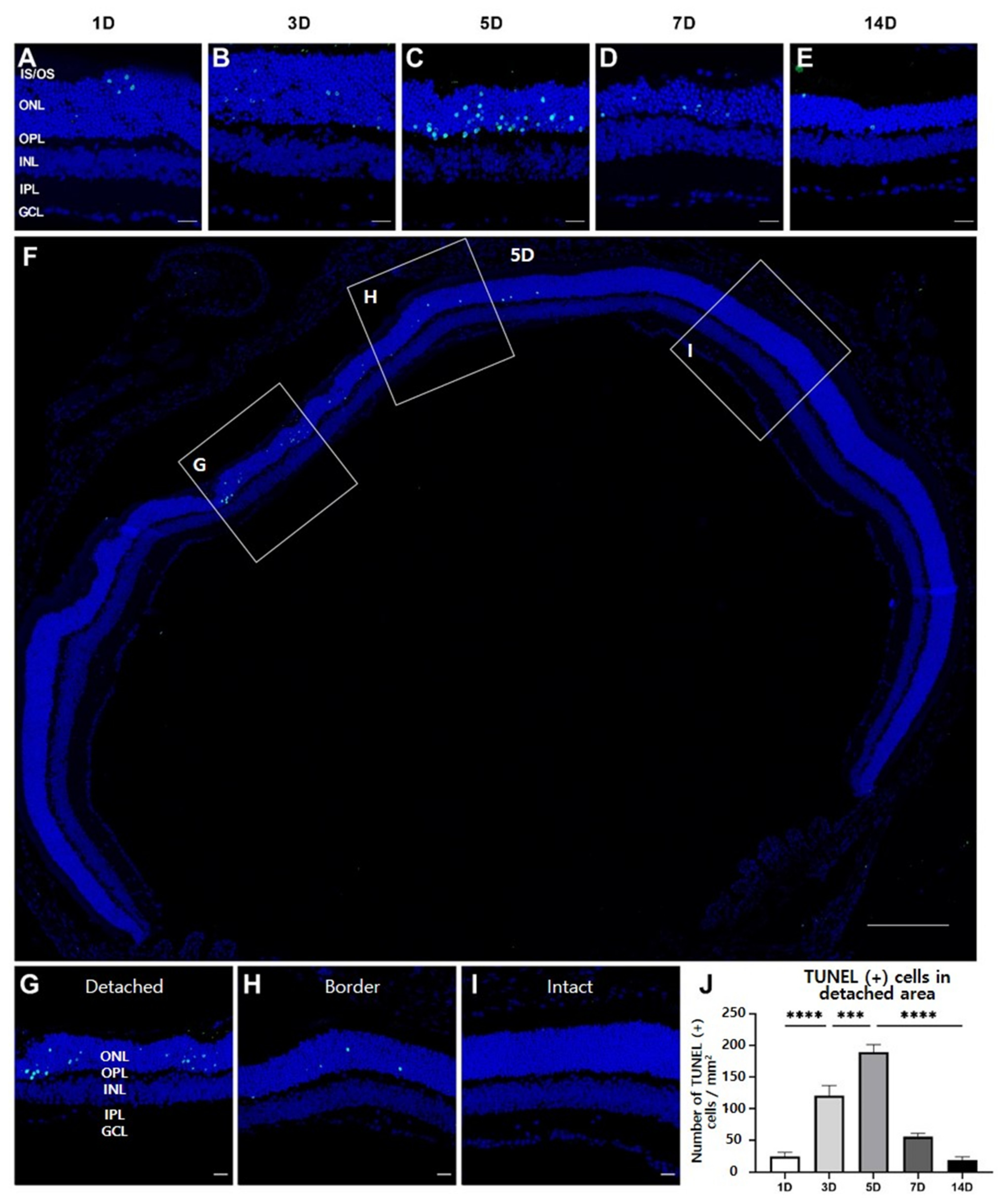 Cells 10 01972 g002
