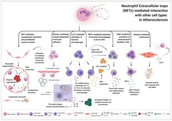 Network of Vascular-Associated Dendritic Cells in Intima of Healthy Young  Individuals