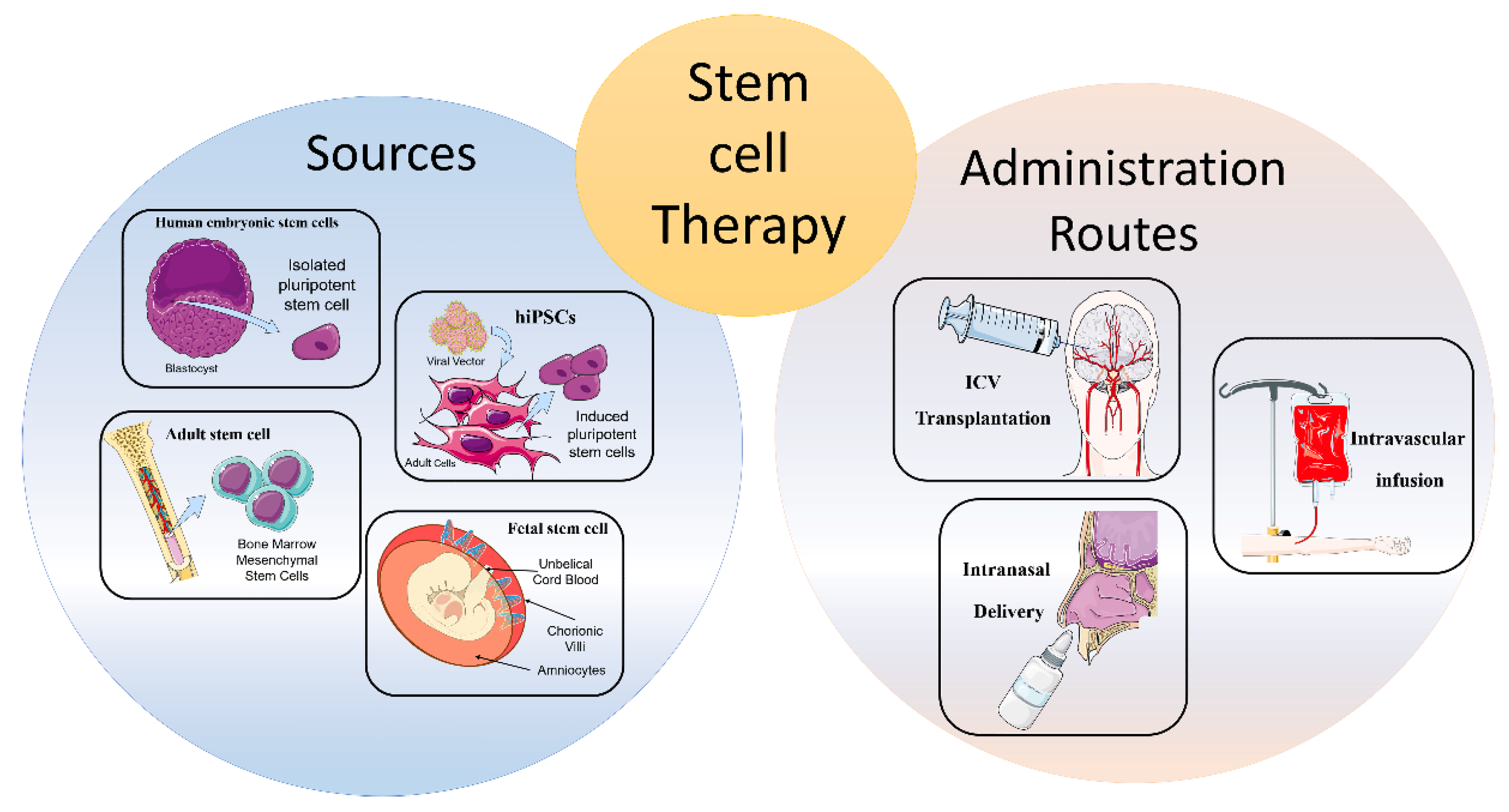 Adult Stem Cell Diagram