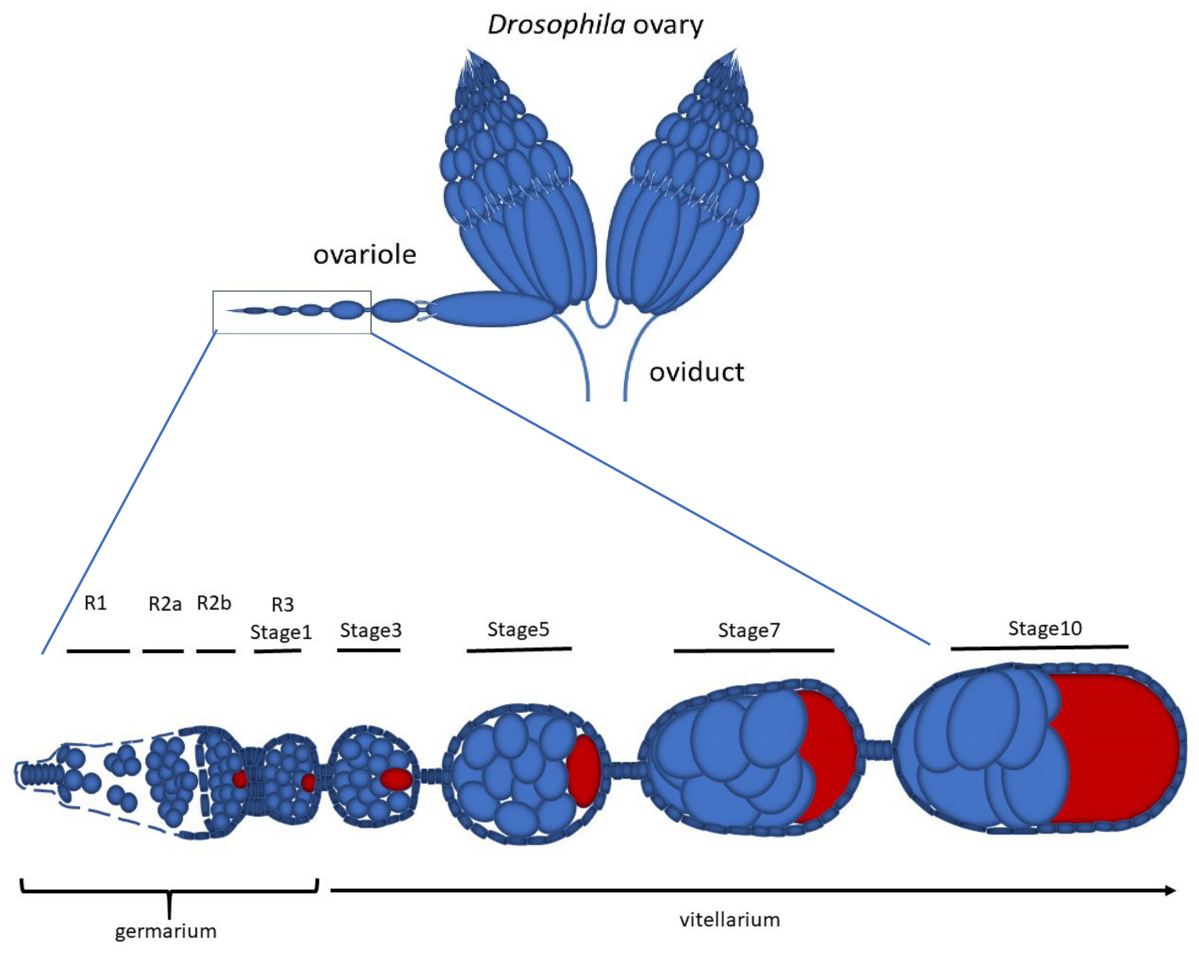Cells Free Full Text Early Drosophila Oogenesis A Tale Of Centriolar Asymmetry 