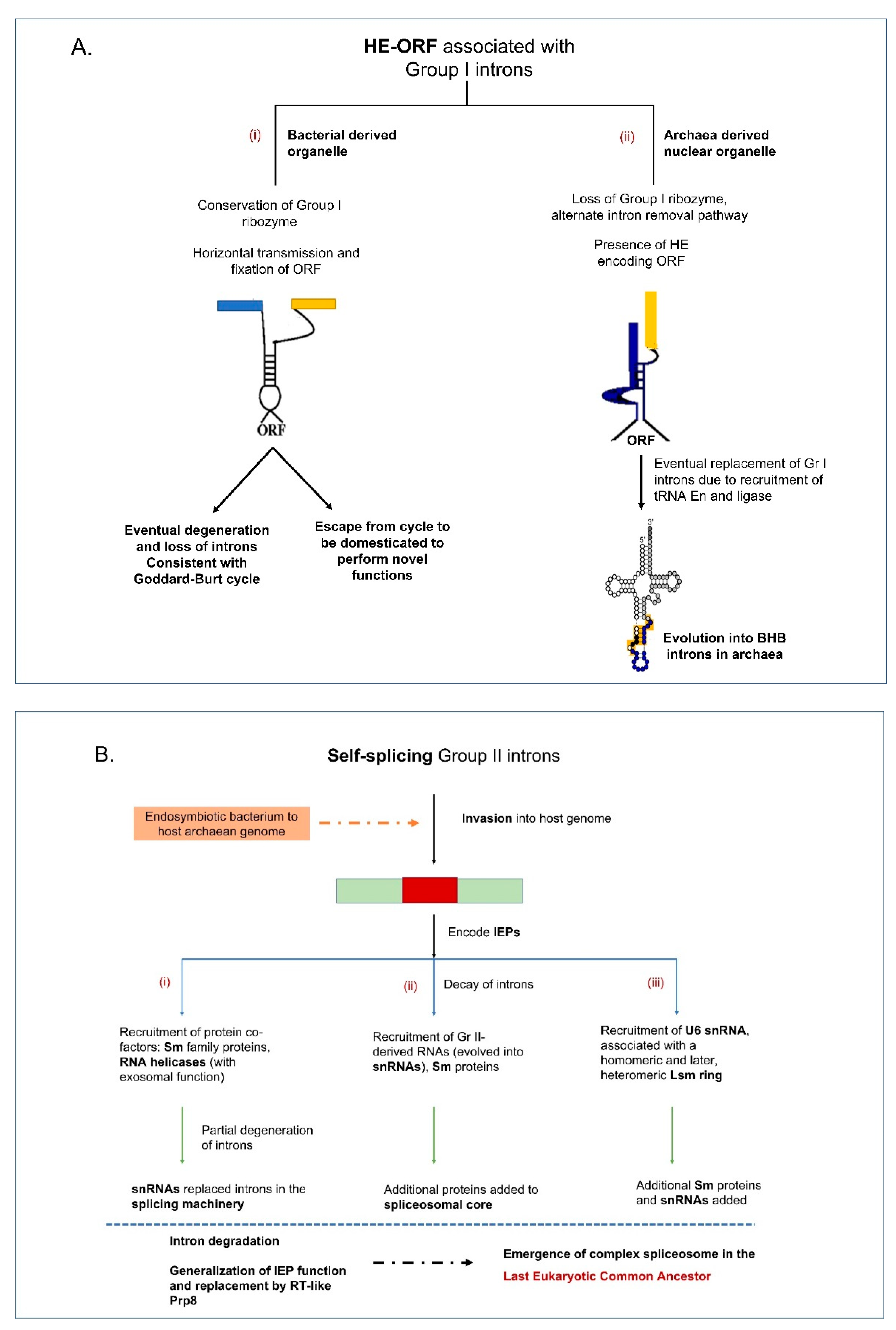 Cells 10 02001 g002 Cells 10 02001 g002