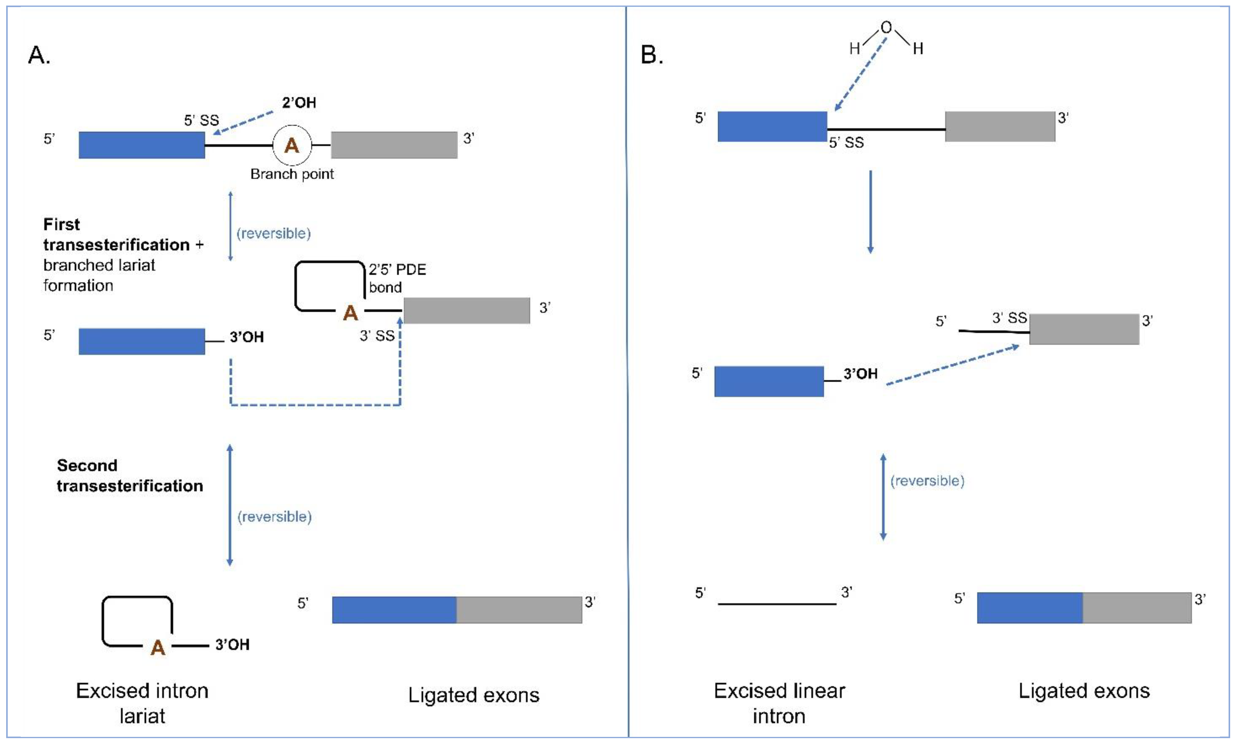 Cells 10 02001 g004 Cells 10 02001 g004