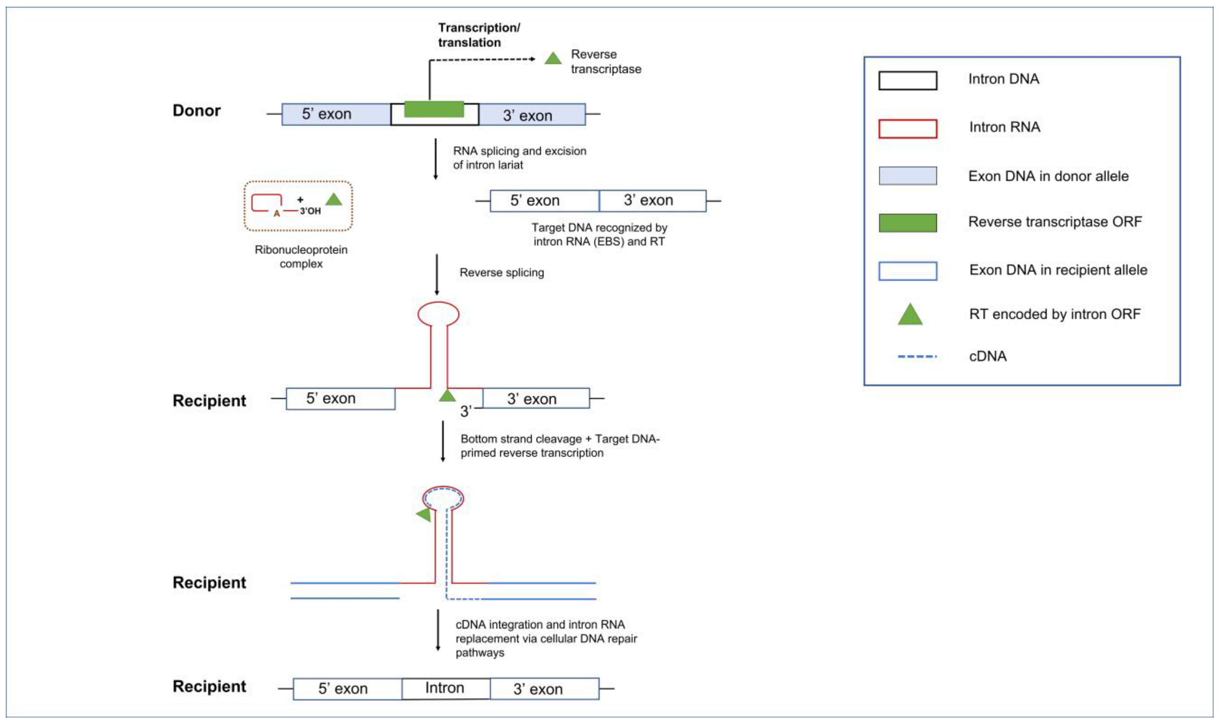 Cells 10 02001 g006 Cells 10 02001 g006