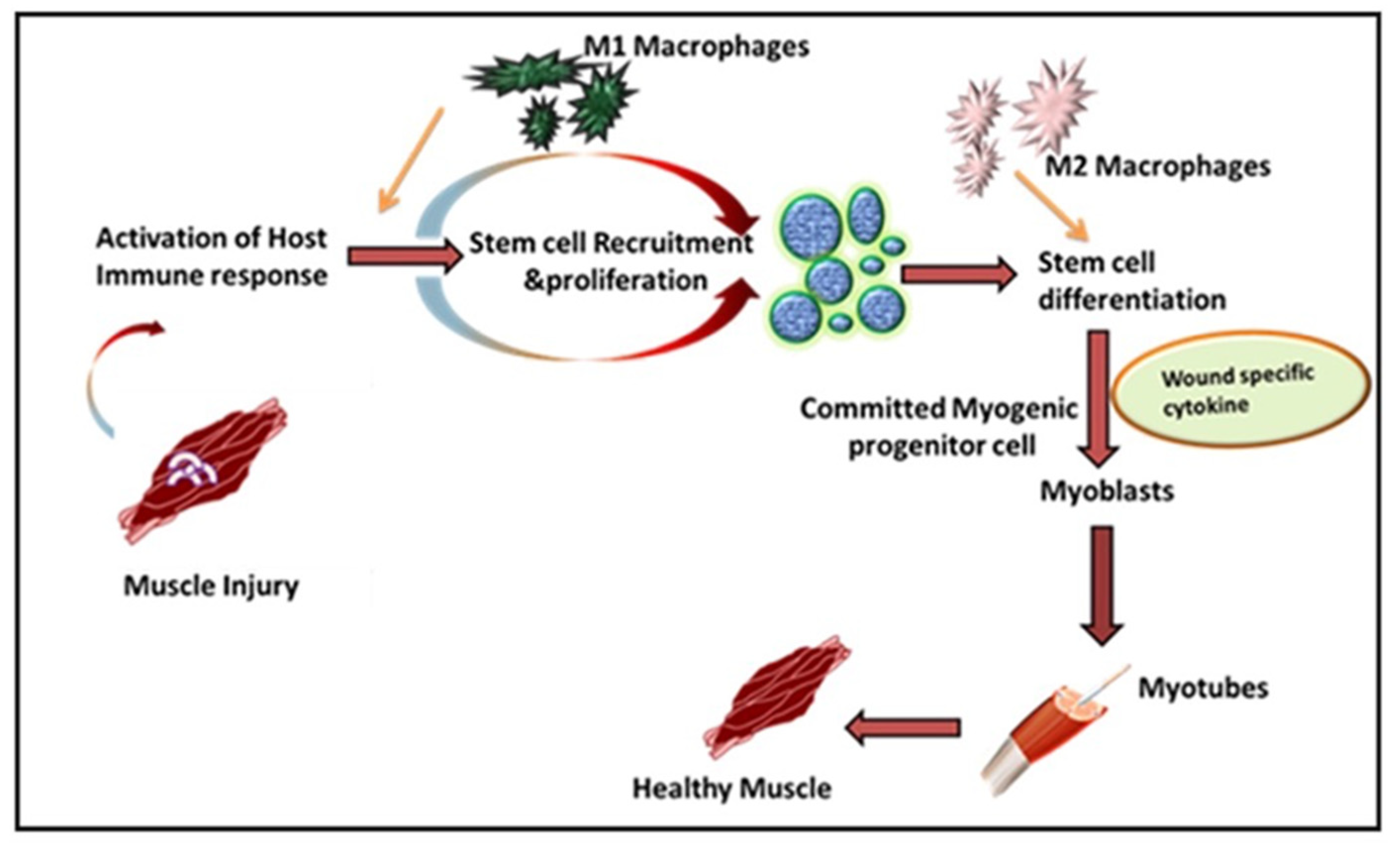 https://www.mdpi.com/cells/cells-10-02016/article_deploy/html/images/cells-10-02016-g001.png