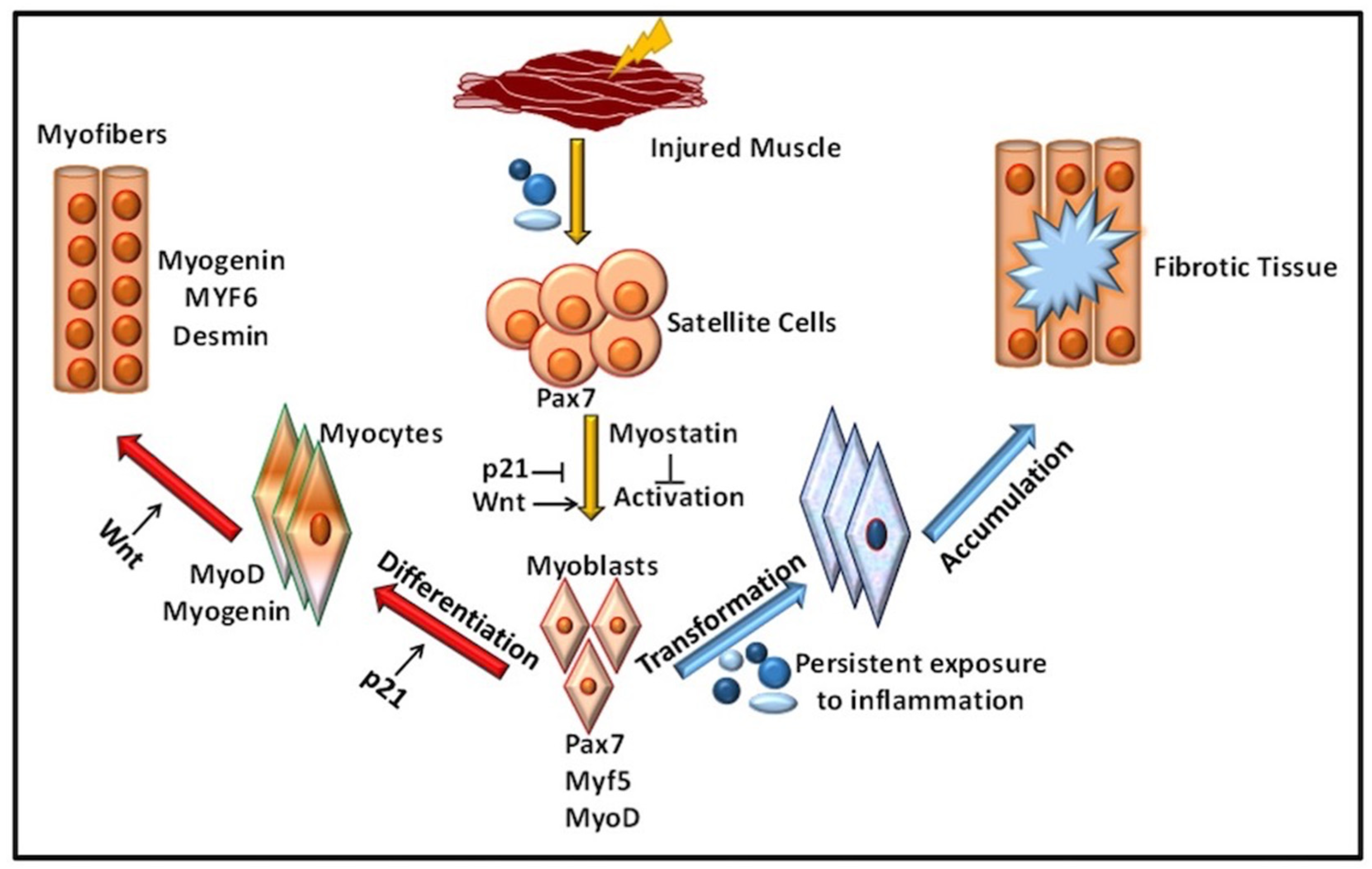 Machine learning-based classification of dual fluorescence signals reveals muscle  stem cell fate transitions in response to regenerative niche factors  published in NPJ Regenerative Medicine, Blau Lab