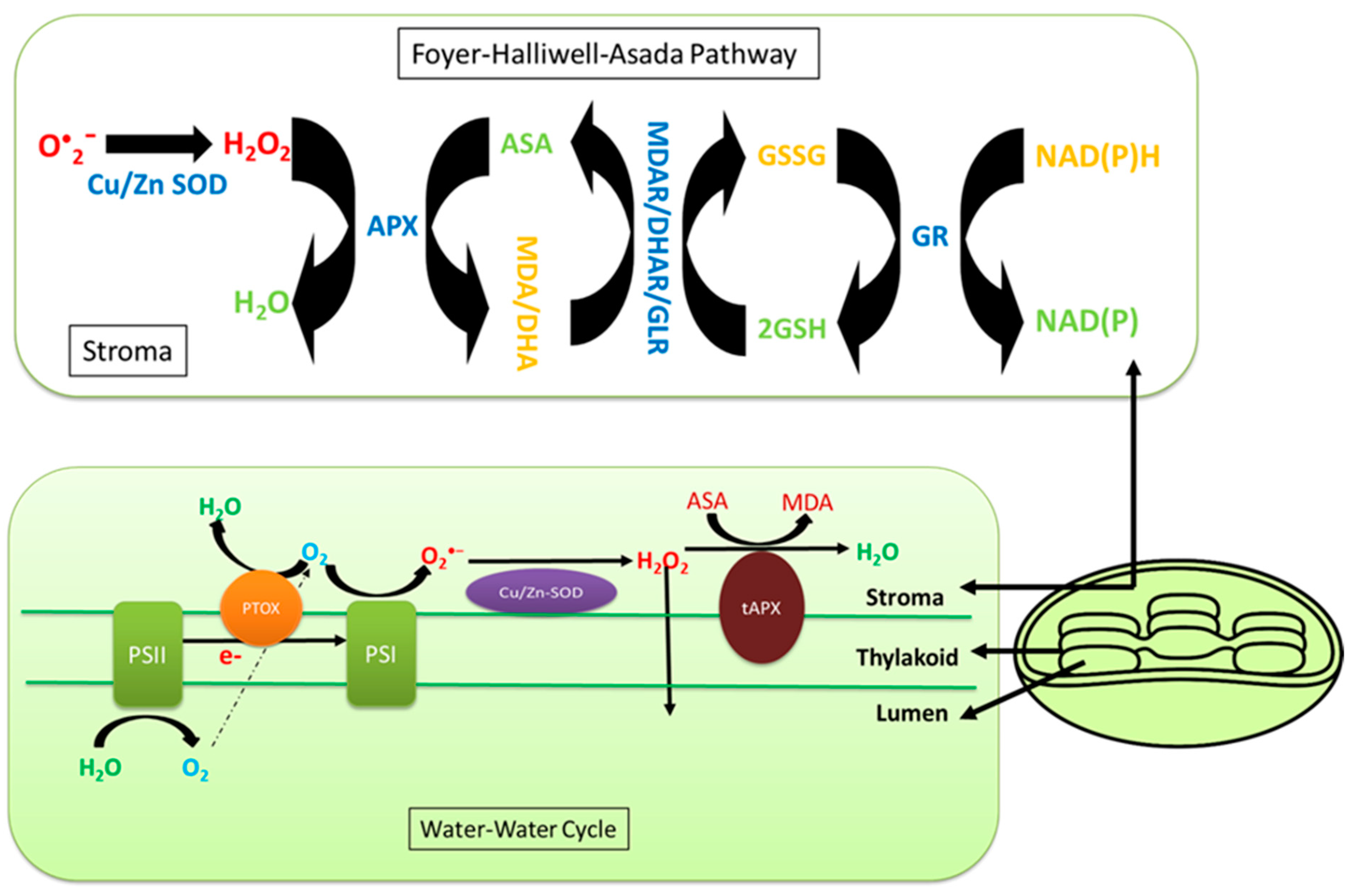 Ultra Structure of Chloroplast in Algae : Plantlet