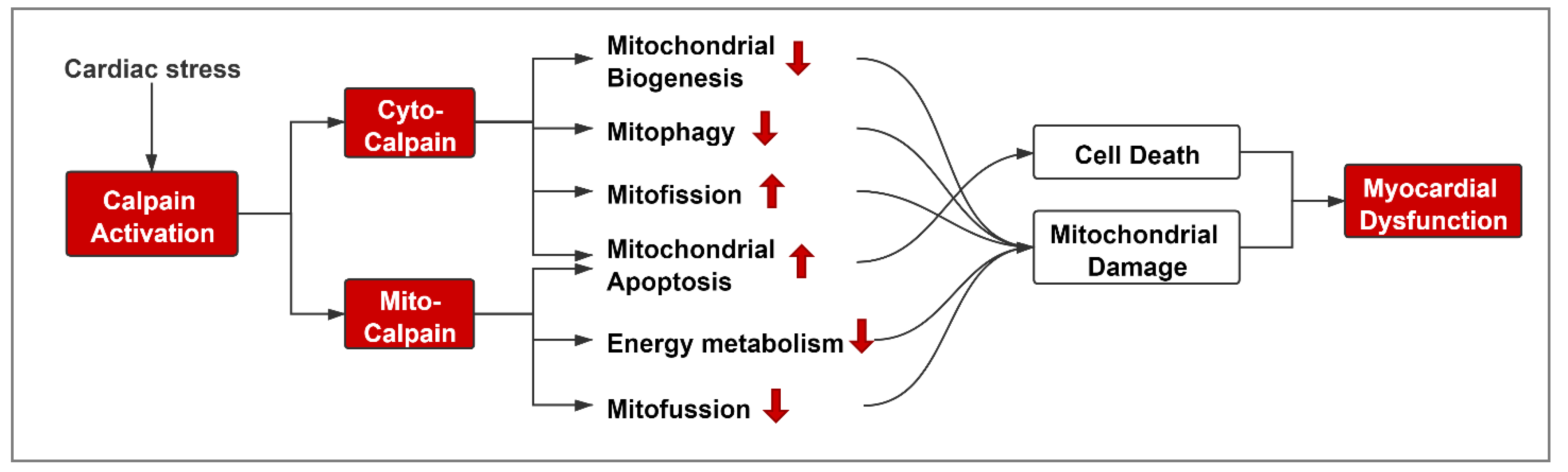 Cells 10 02024 g003 Cells 10 02024 g003