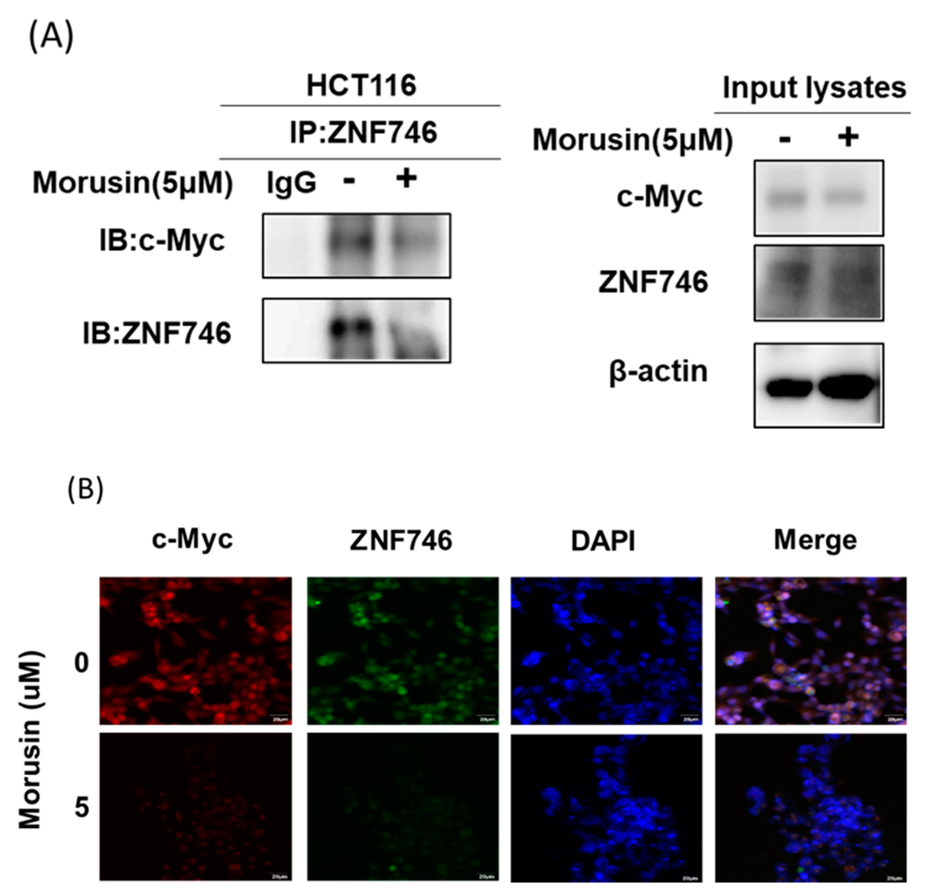 Cells 10 02065 g006 Cells 10 02065 g006