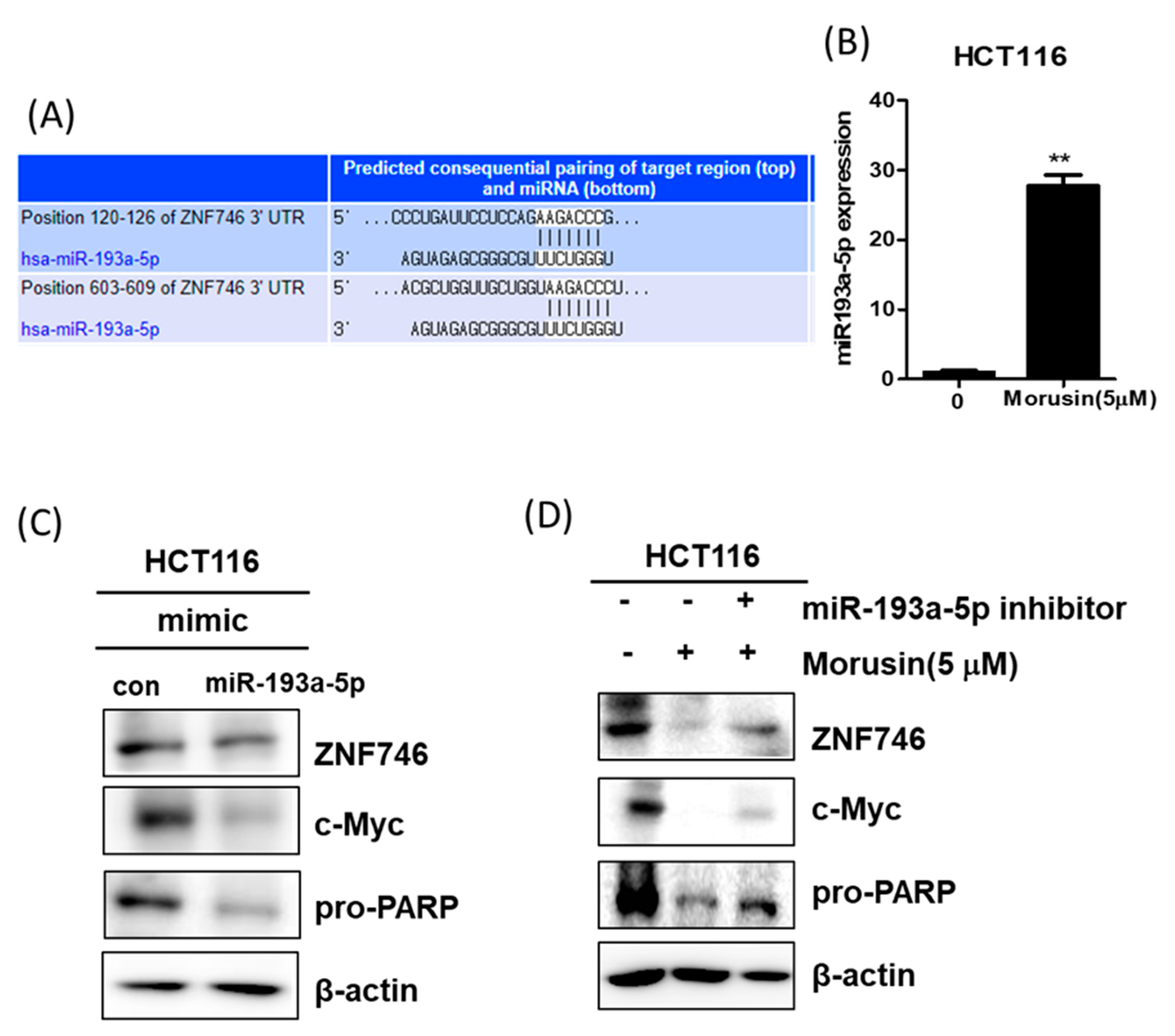 Cells 10 02065 g007 Cells 10 02065 g007