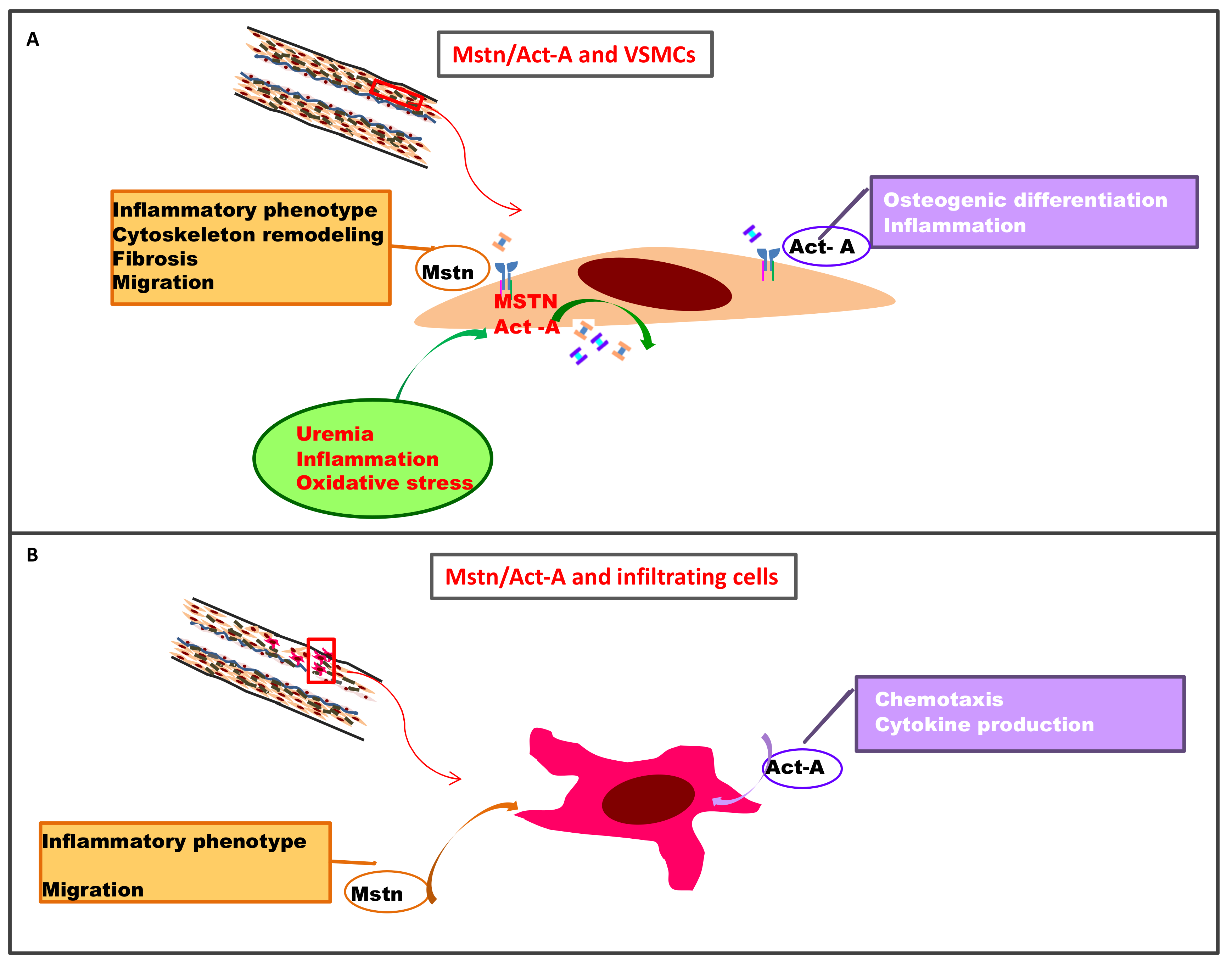 Cells | Free Full-Text | Myostatin/Activin-A Signaling In The Vessel ...