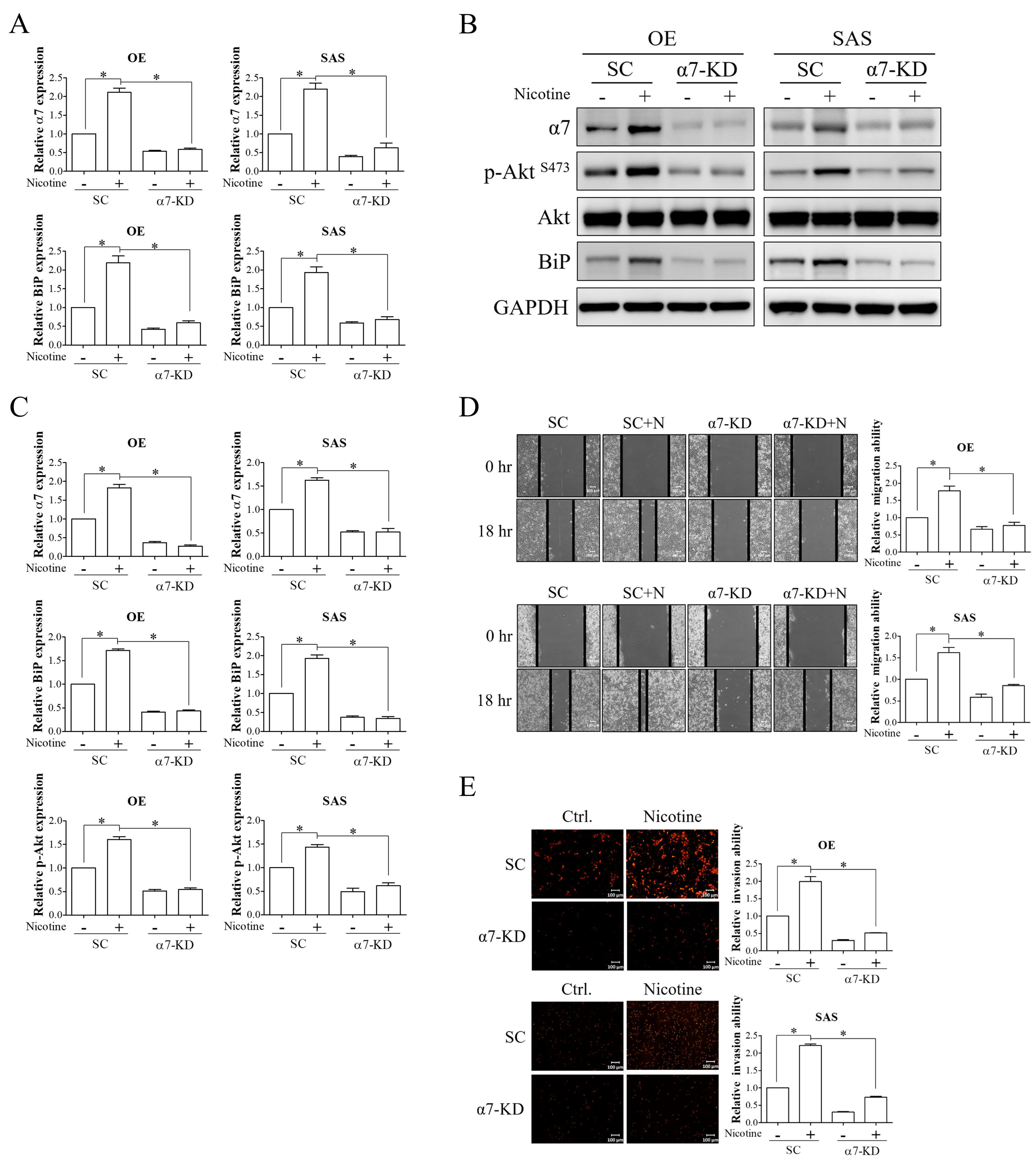 Cells 10 02080 g003 Cells 10 02080 g003