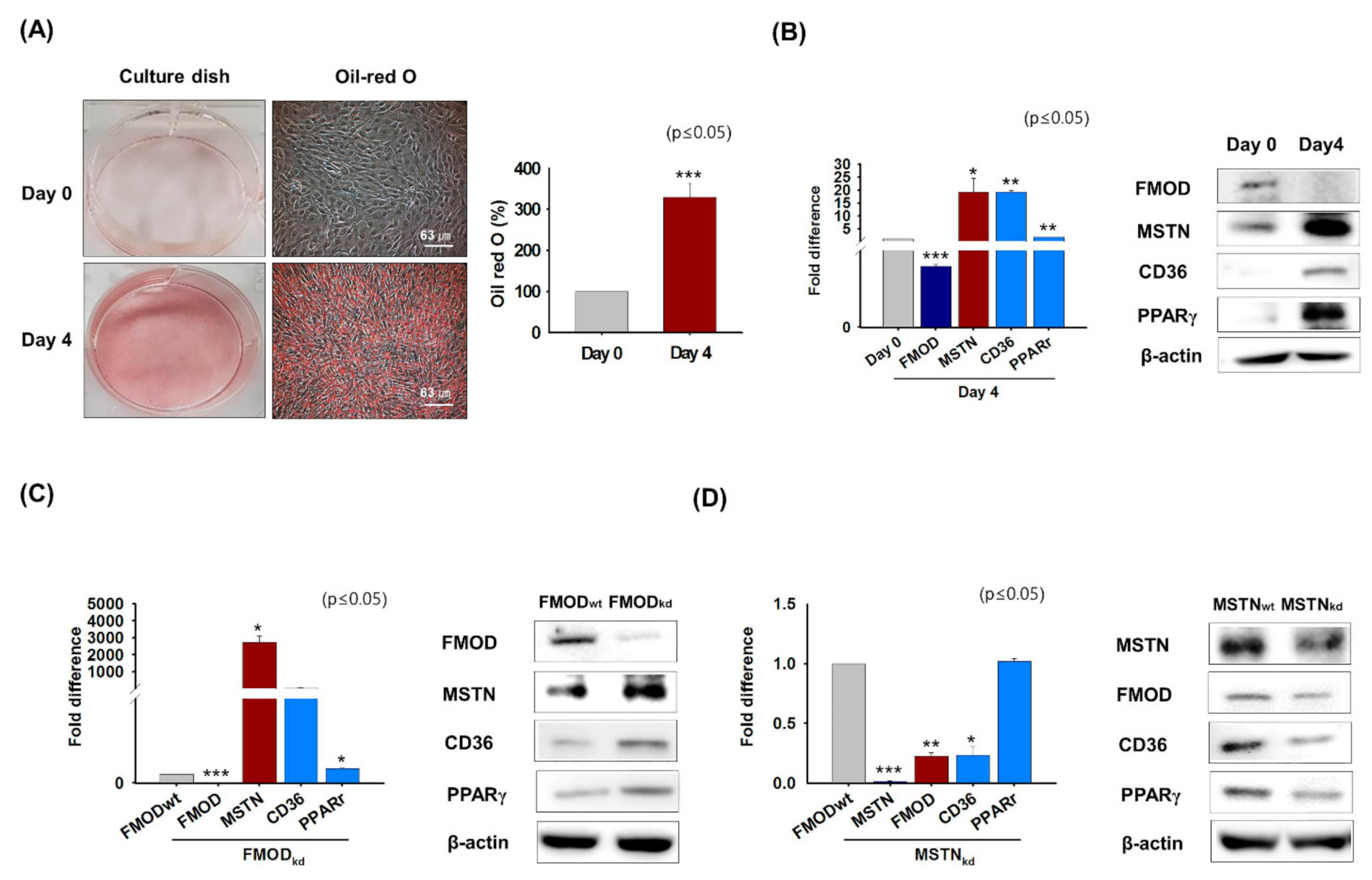 Cells Free Full Text Interaction Of Fibromodulin And Myostatin To Regulate Skeletal Muscle Aging An Opposite Regulation In Muscle Aging Diabetes And Intracellular Lipid Accumulation Html
