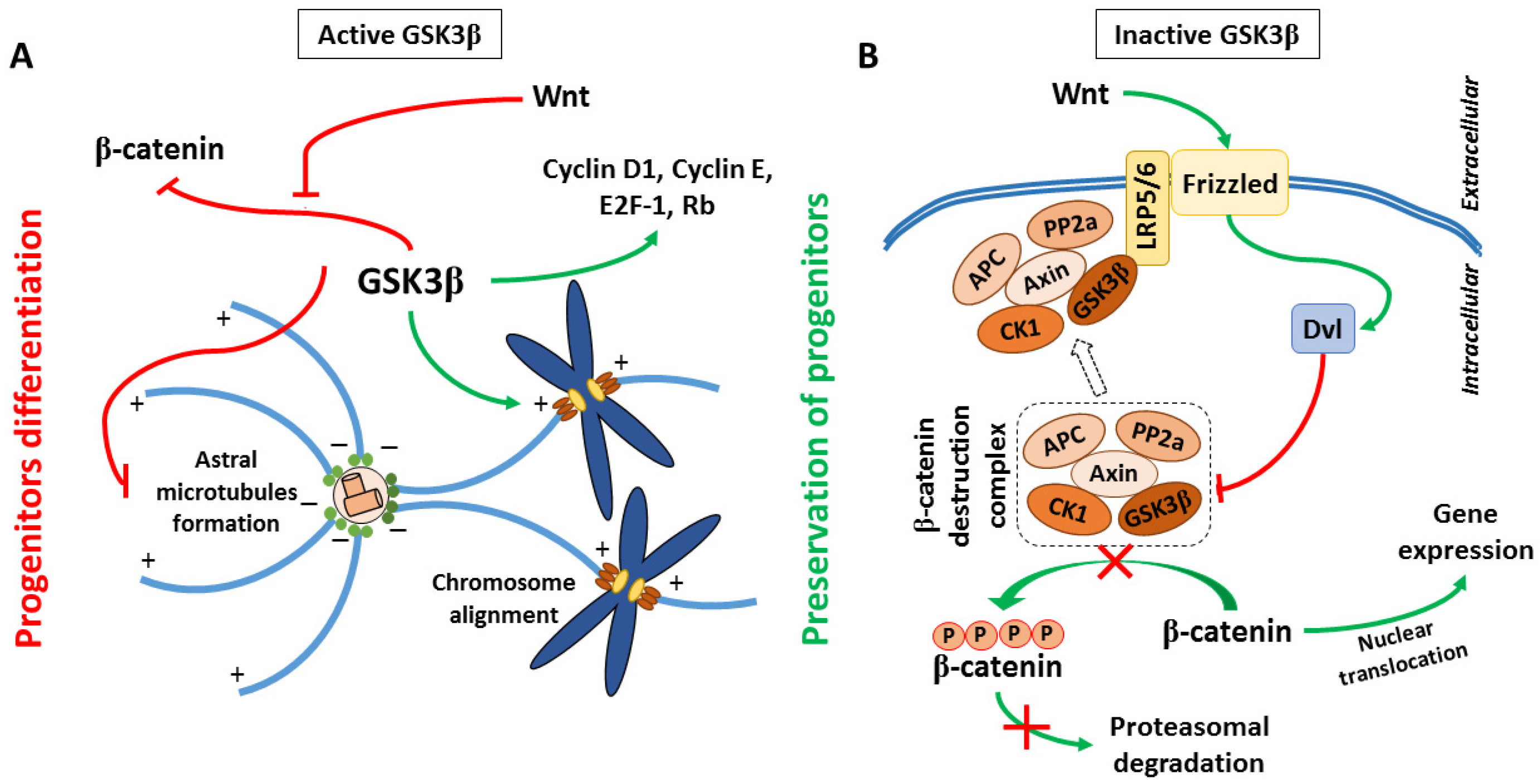 Cells 10 02092 g001 Cells 10 02092 g001