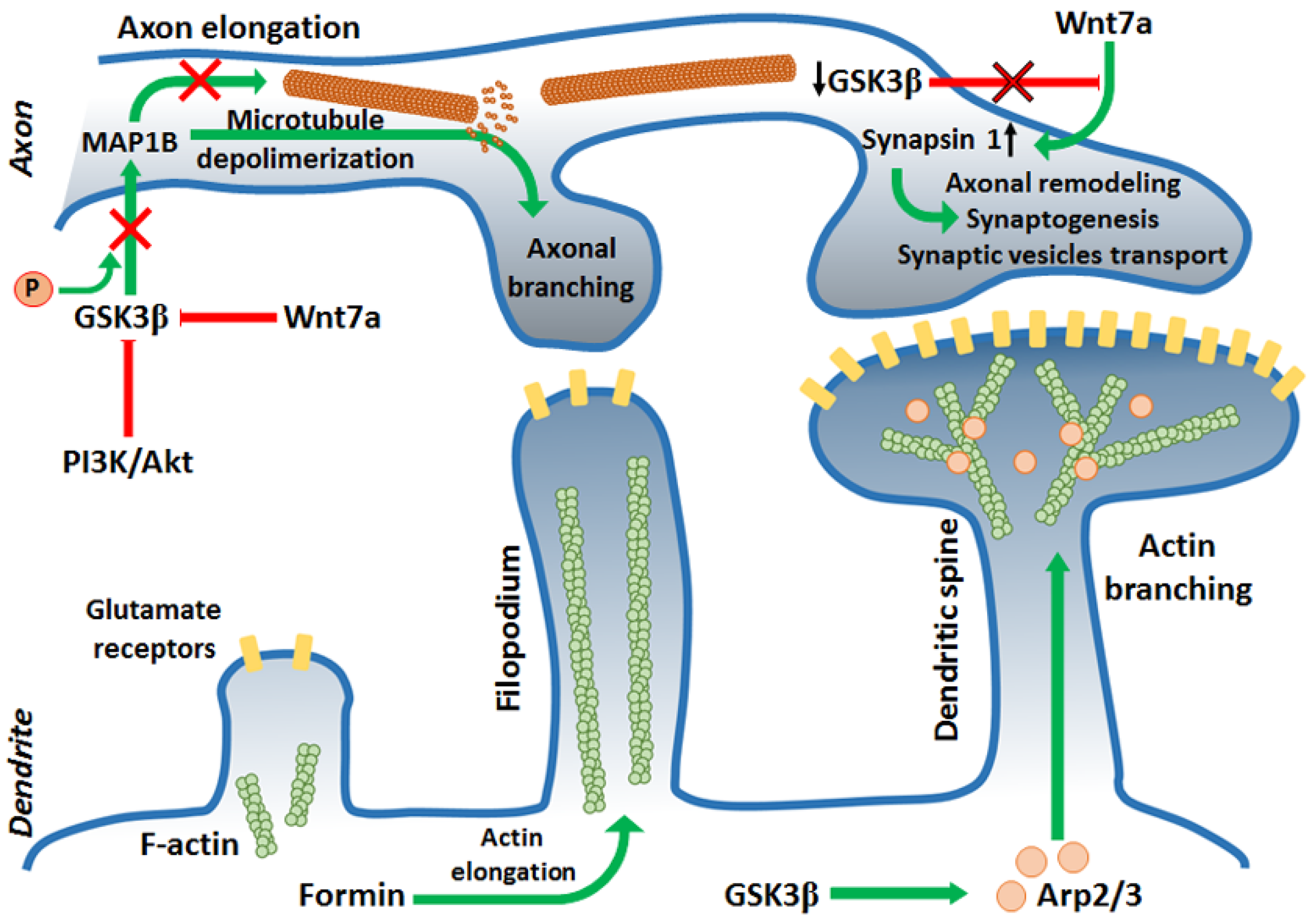 Cells 10 02092 g002 Cells 10 02092 g002