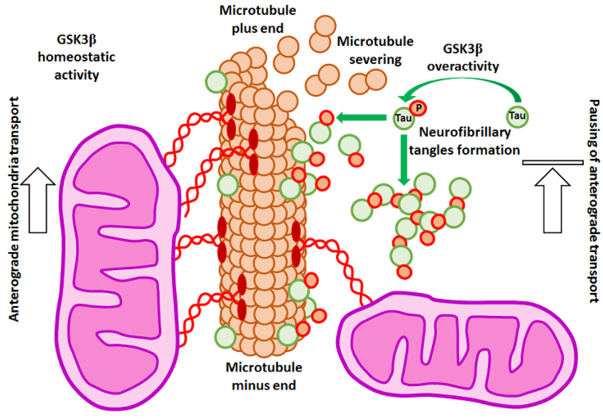 Cells 10 02092 g004 Cells 10 02092 g004