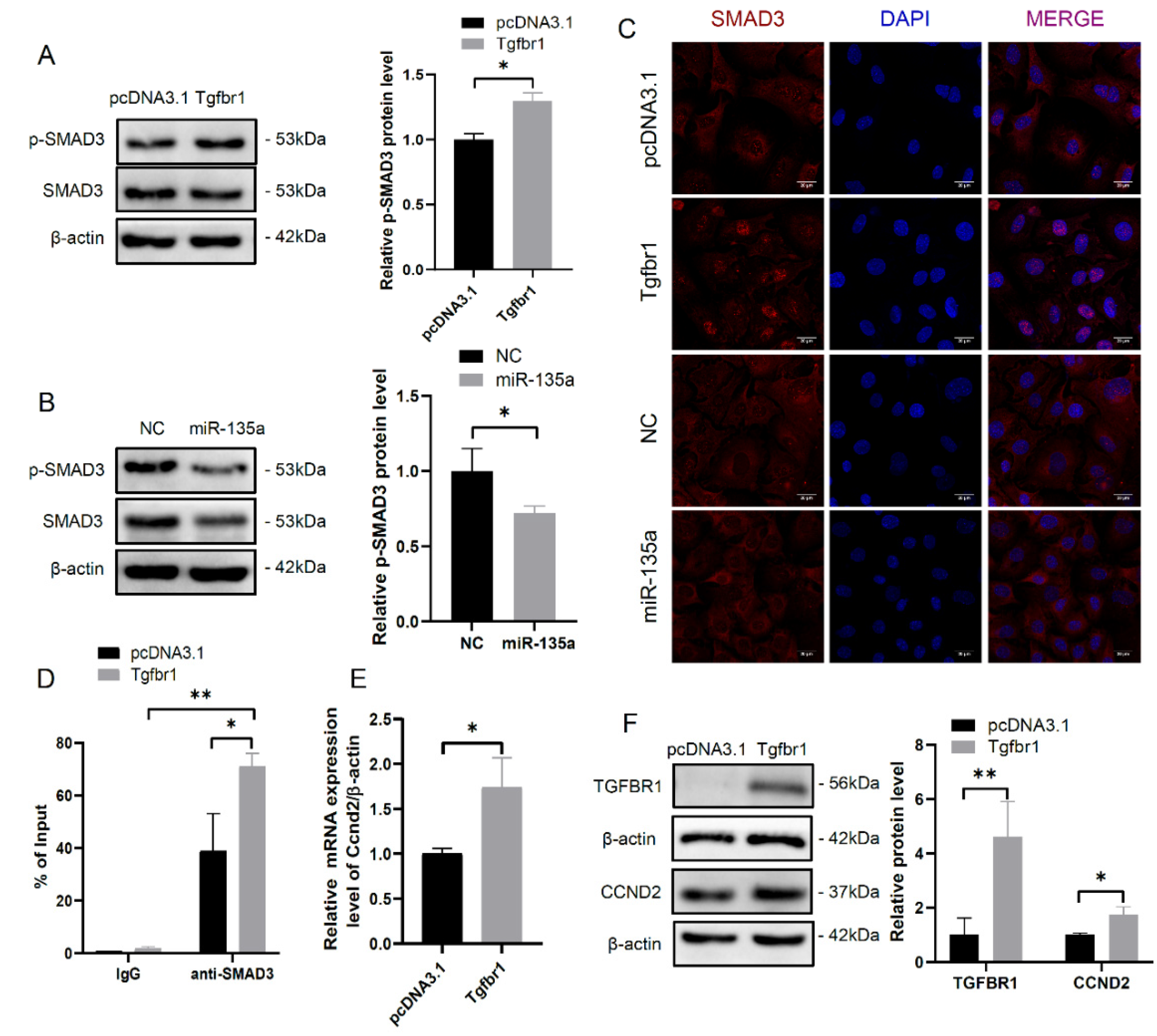 Cells | Free Full-Text | miR-135a Suppresses Granulosa Cell Growth by ...