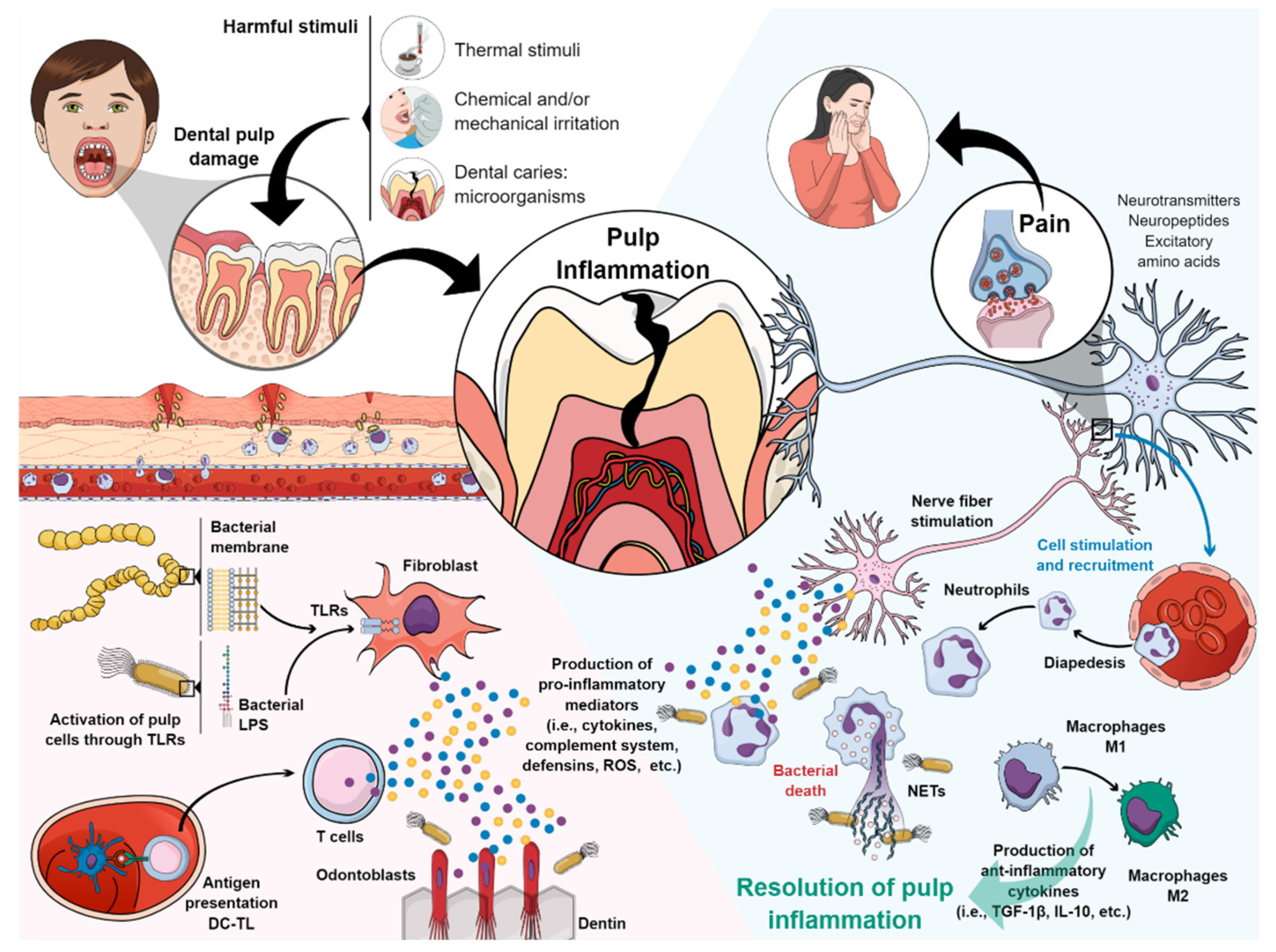 PDF) MicroRNA-124-3p suppresses mouse lip mesenchymal cell