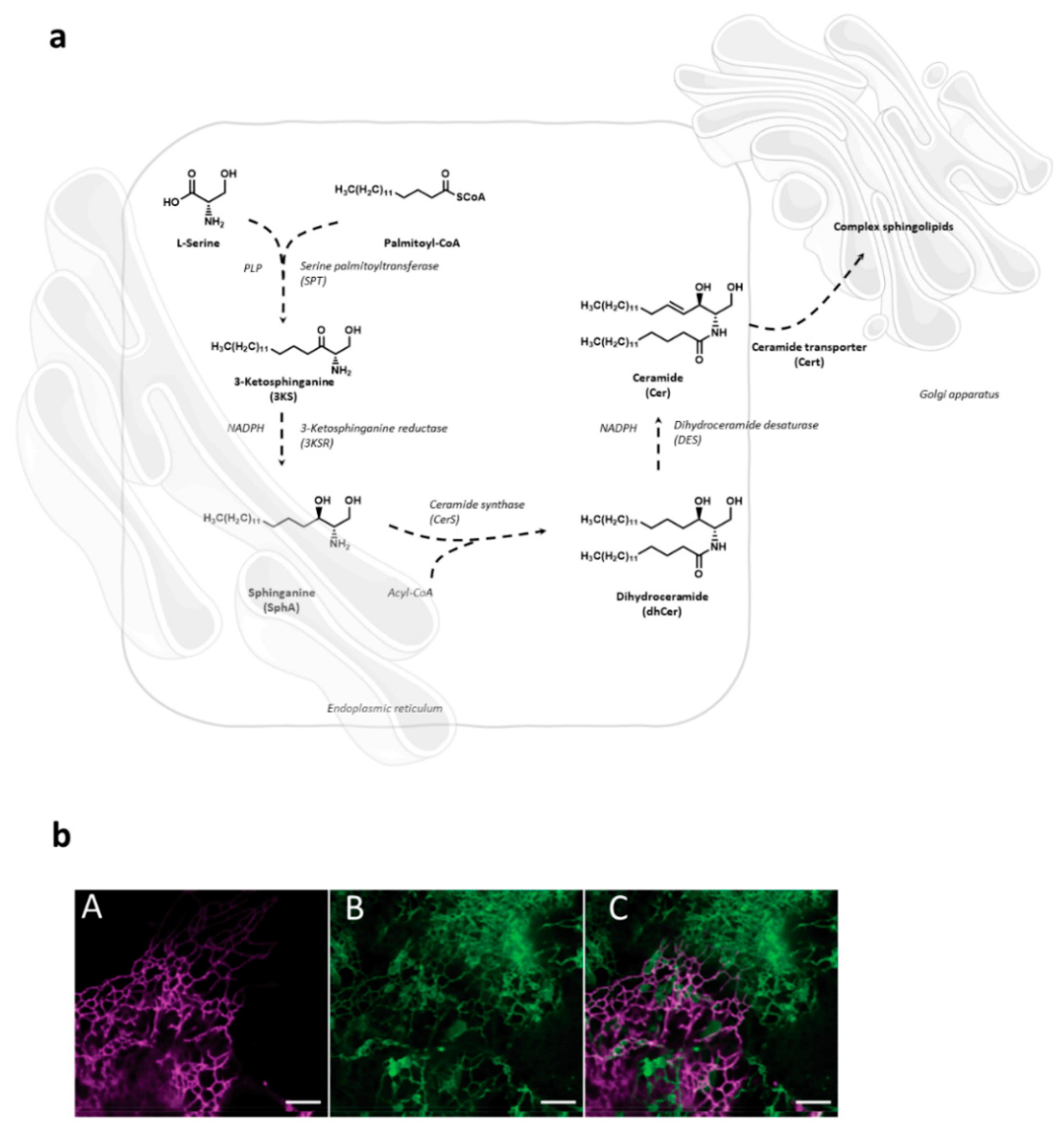 Cells 10 02175 g001