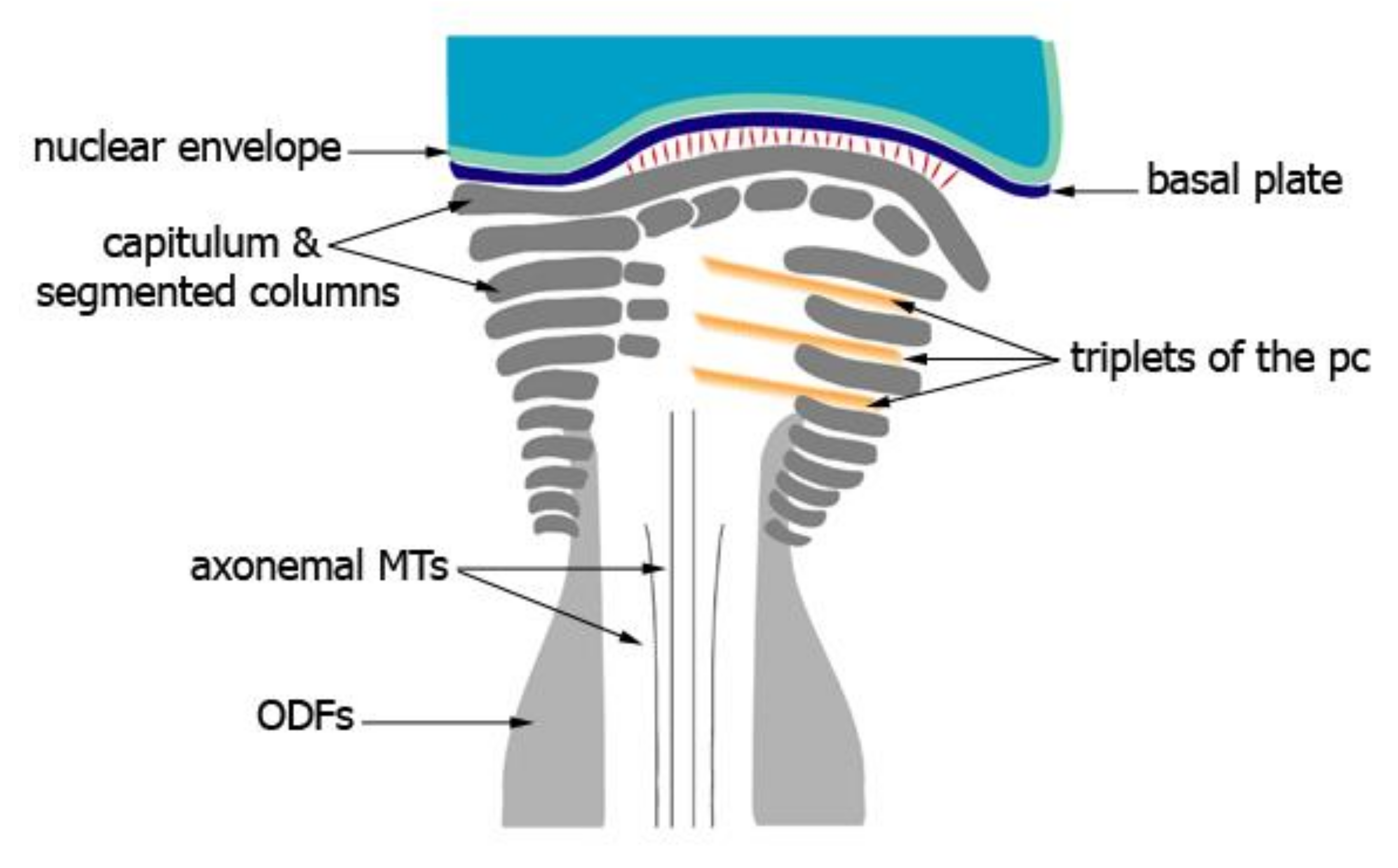 Cells Free Full Text The Transformation Of The Centrosome Into The Basal Body Similarities And Dissimilarities Between Somatic And Male Germ Cells And Their Relevance For Male Fertility Html