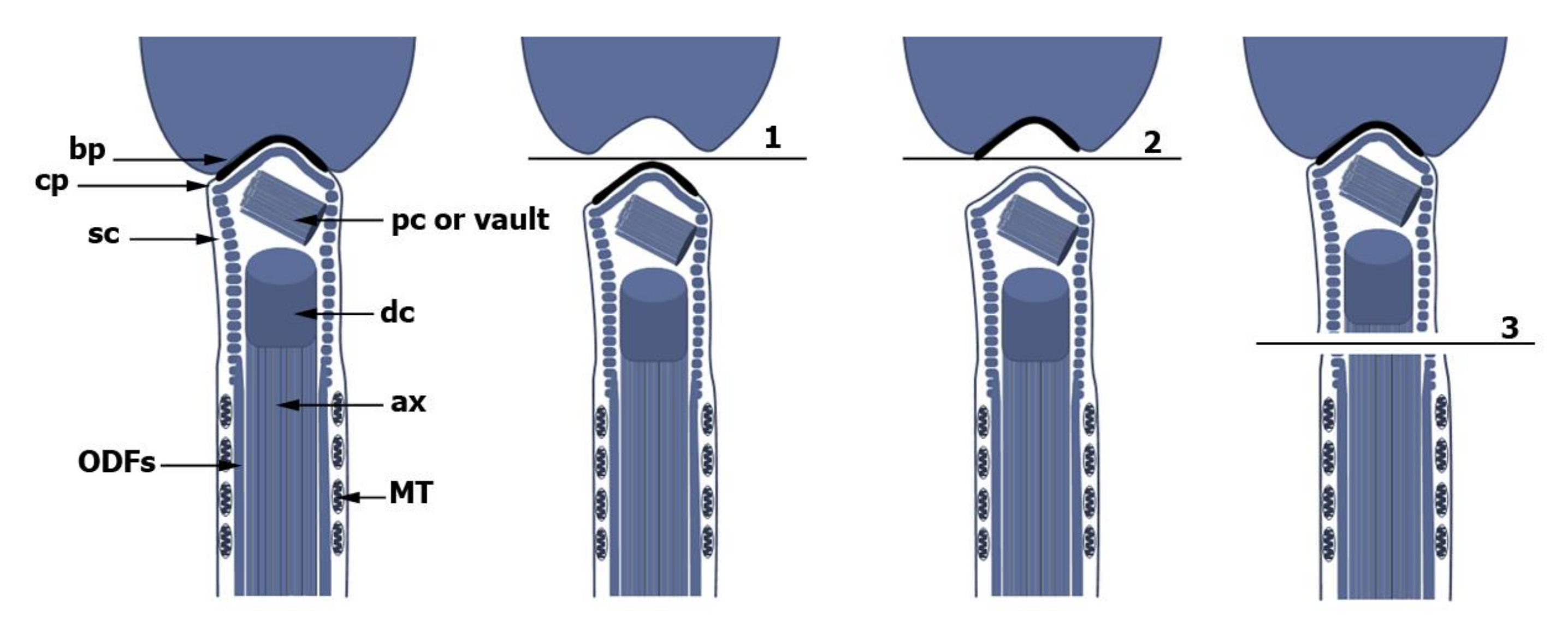 Cells Free Full Text The Transformation Of The Centrosome Into The Basal Body Similarities And Dissimilarities Between Somatic And Male Germ Cells And Their Relevance For Male Fertility Html