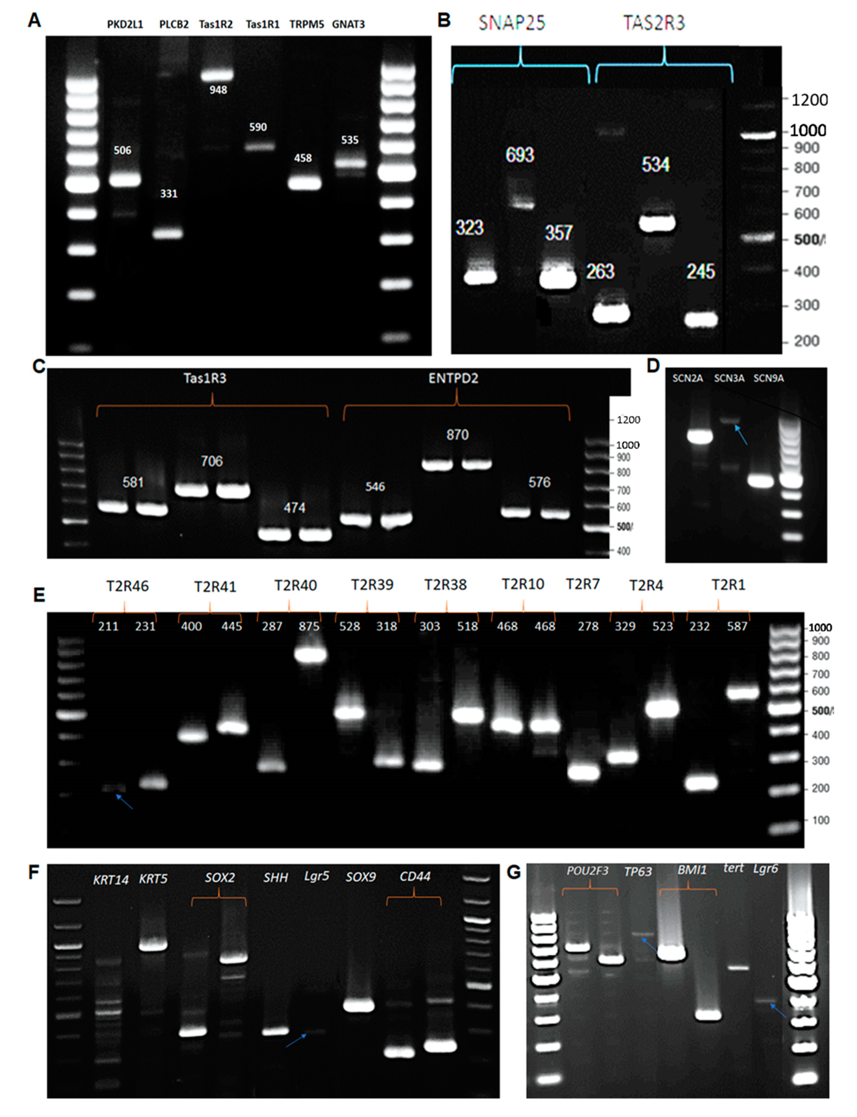 Cells 10 02285 g003 Cells 10 02285 g003