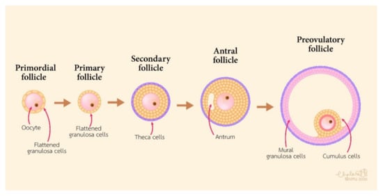 Cells | Free Full-Text | The Function of Cumulus Cells in Oocyte Growth and  Maturation and in Subsequent Ovulation and Fertilization