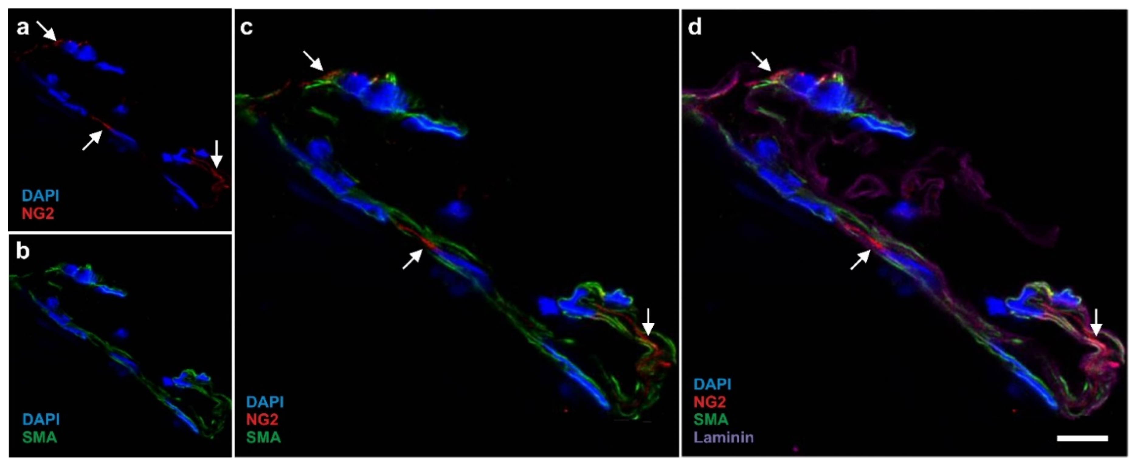 Cells 10 02303 g003 Cells 10 02303 g003