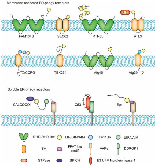 Cells 