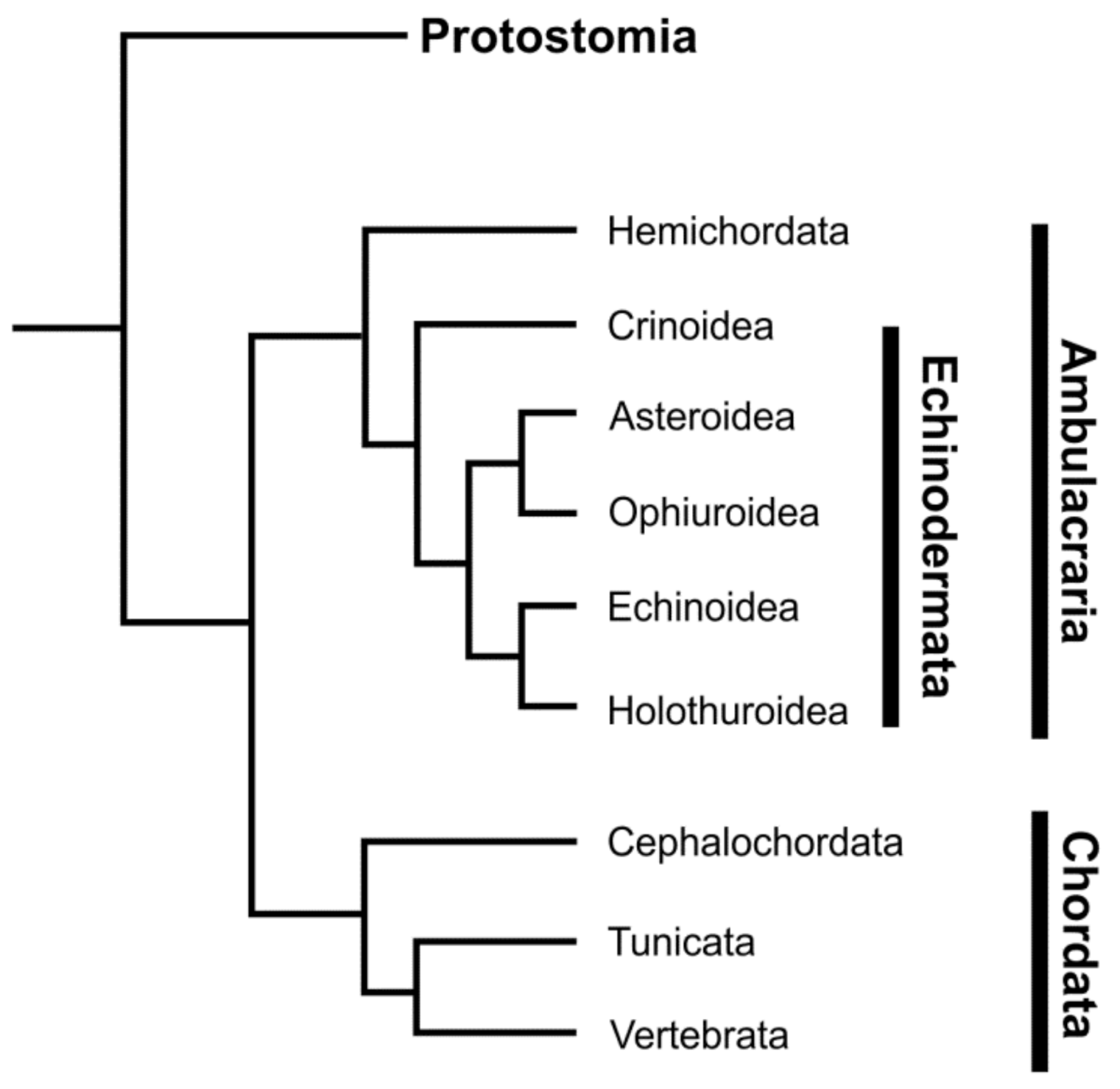 Cells 10 02331 g001 Cells 10 02331 g001