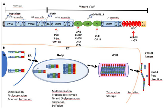 Cells | Free Full-Text | The Manifold Cellular Functions of von Willebrand  Factor