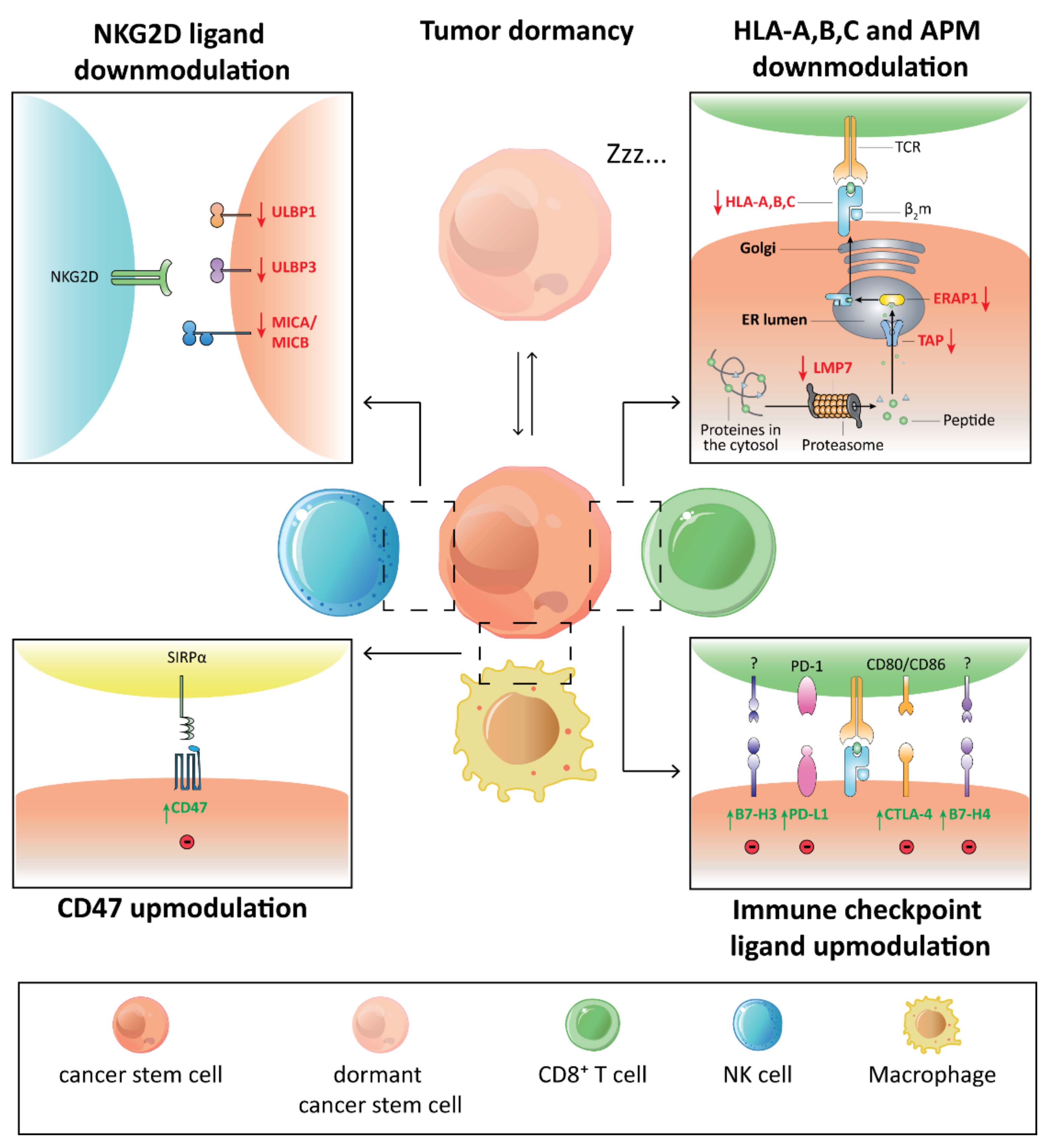 Cells | Free Full-Text | The Immune Privilege of Cancer Stem Cells: A Key  to Understanding Tumor Immune Escape and Therapy Failure | HTML