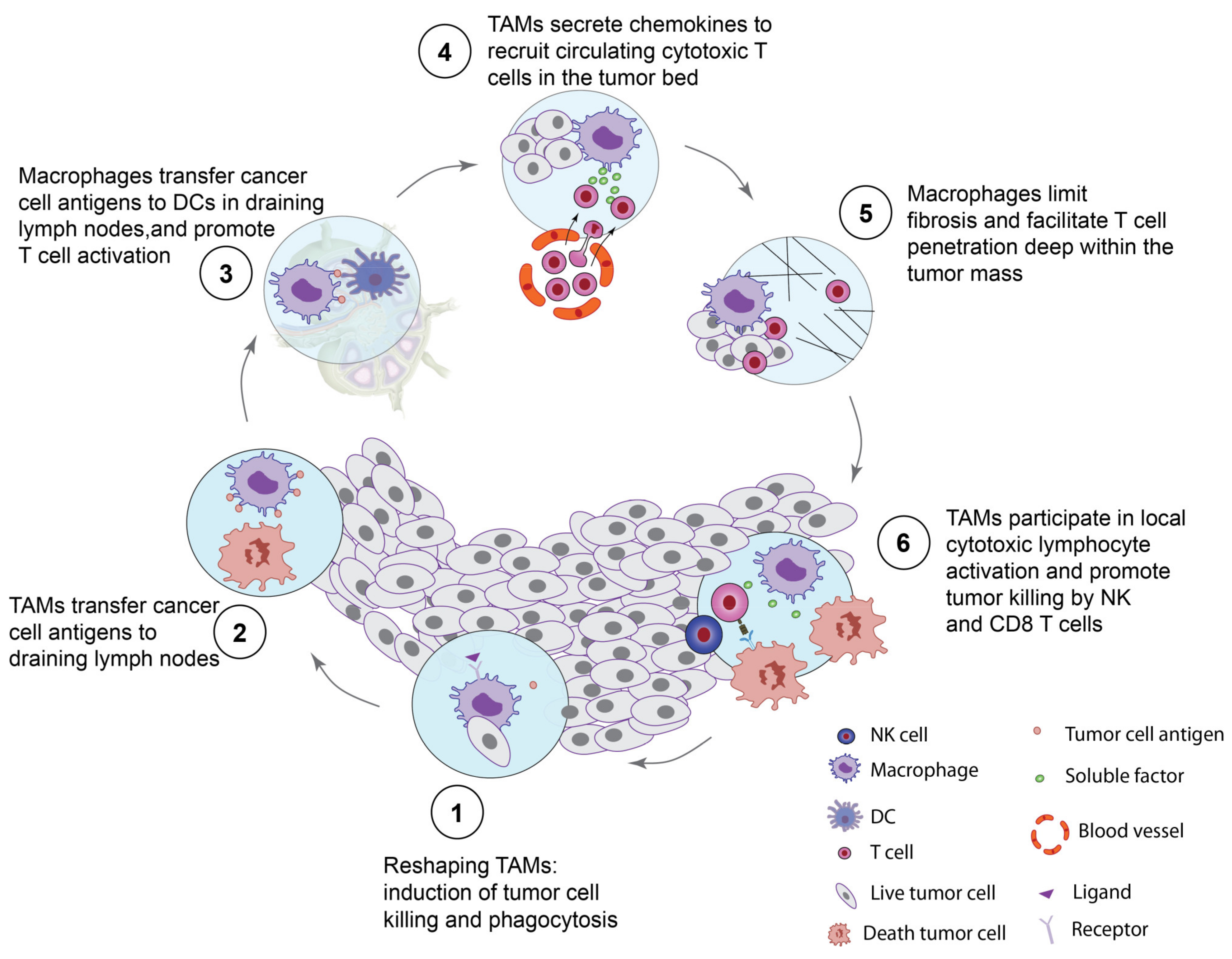 Cells | Free Full-Text | Bringing Macrophages to the Frontline against  Cancer: Current Immunotherapies Targeting Macrophages | HTML