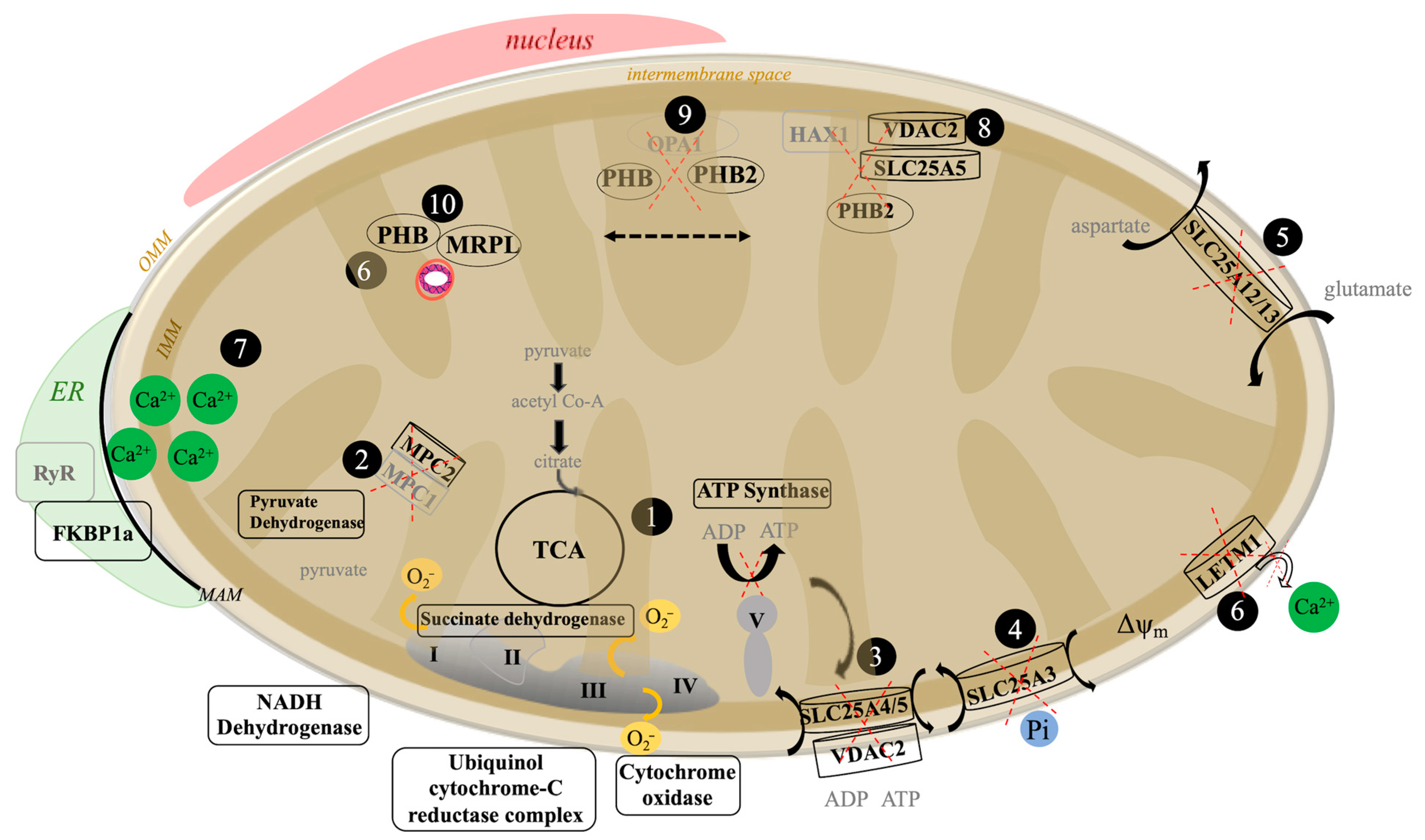 Cells 10 02380 g008 Cells 10 02380 g008