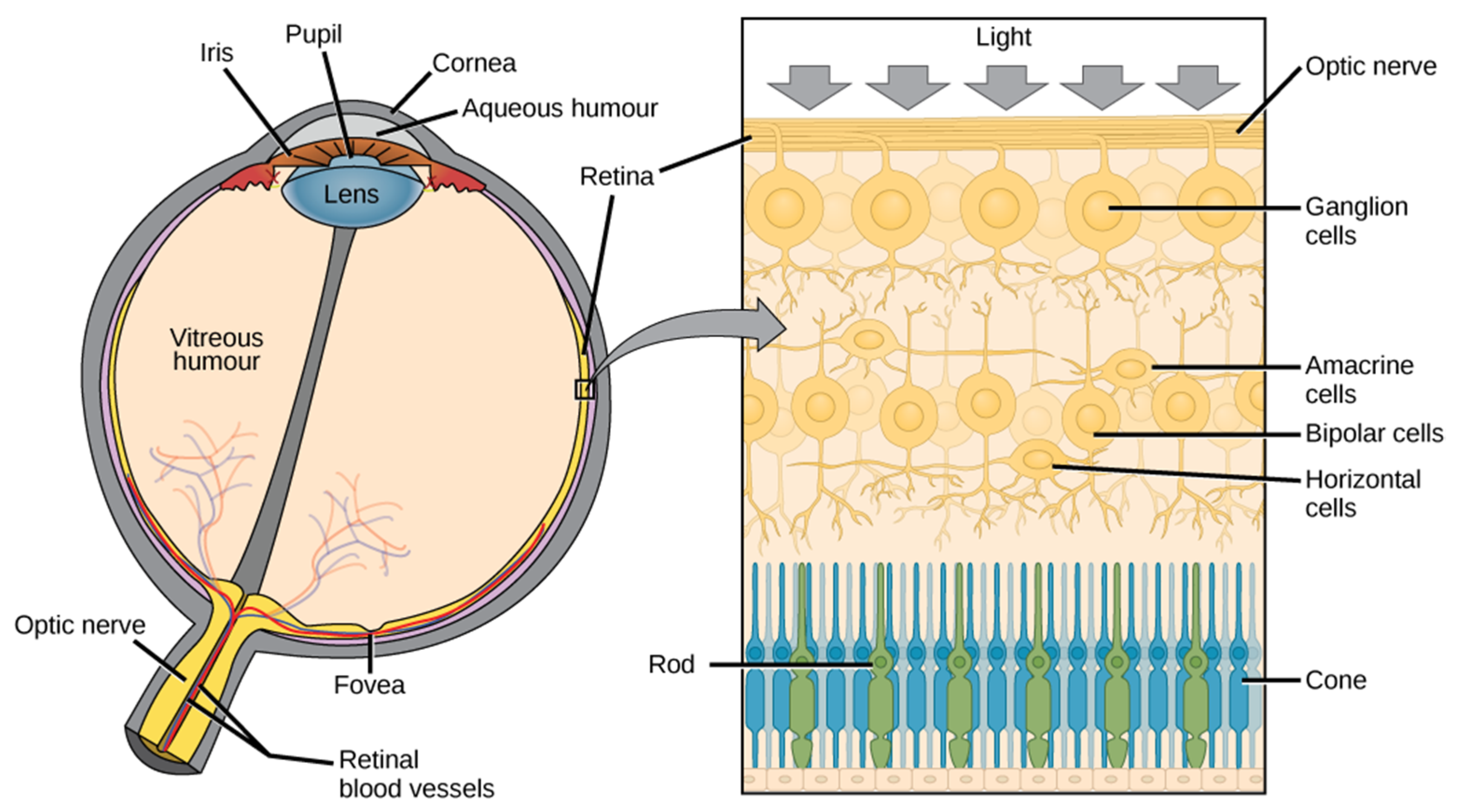 Cells 10 02394 g001