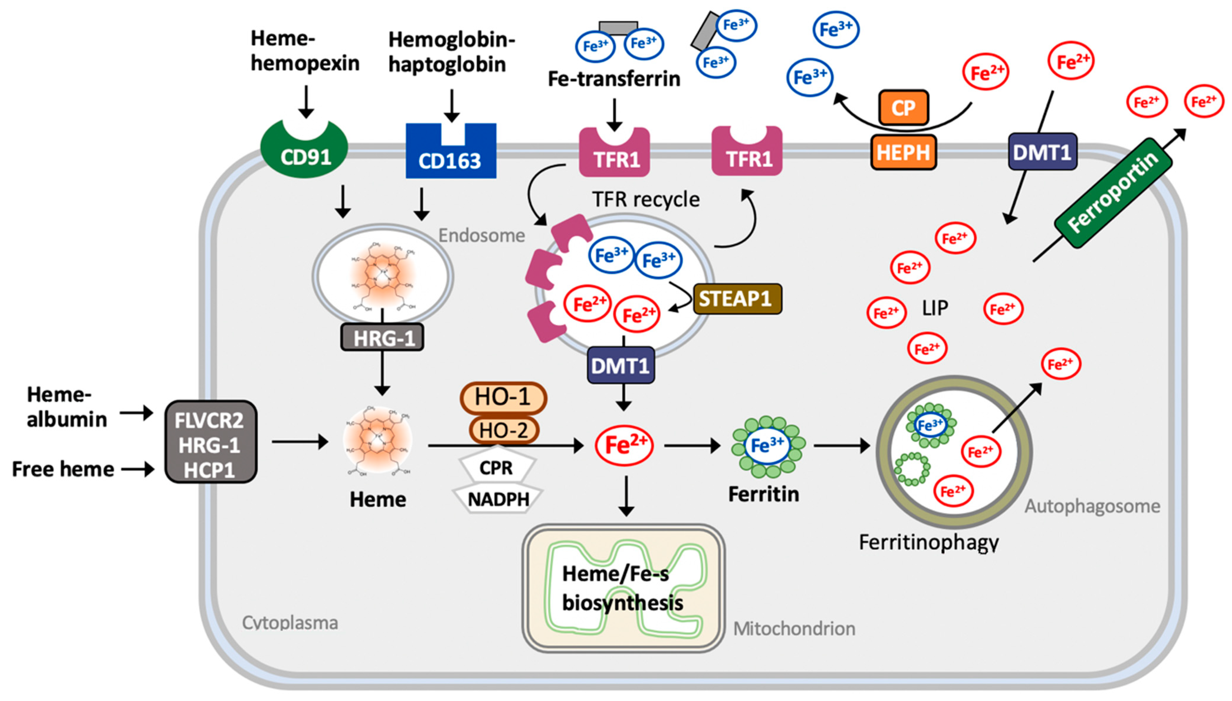 Cells 10 02401 g002 Cells 10 02401 g002