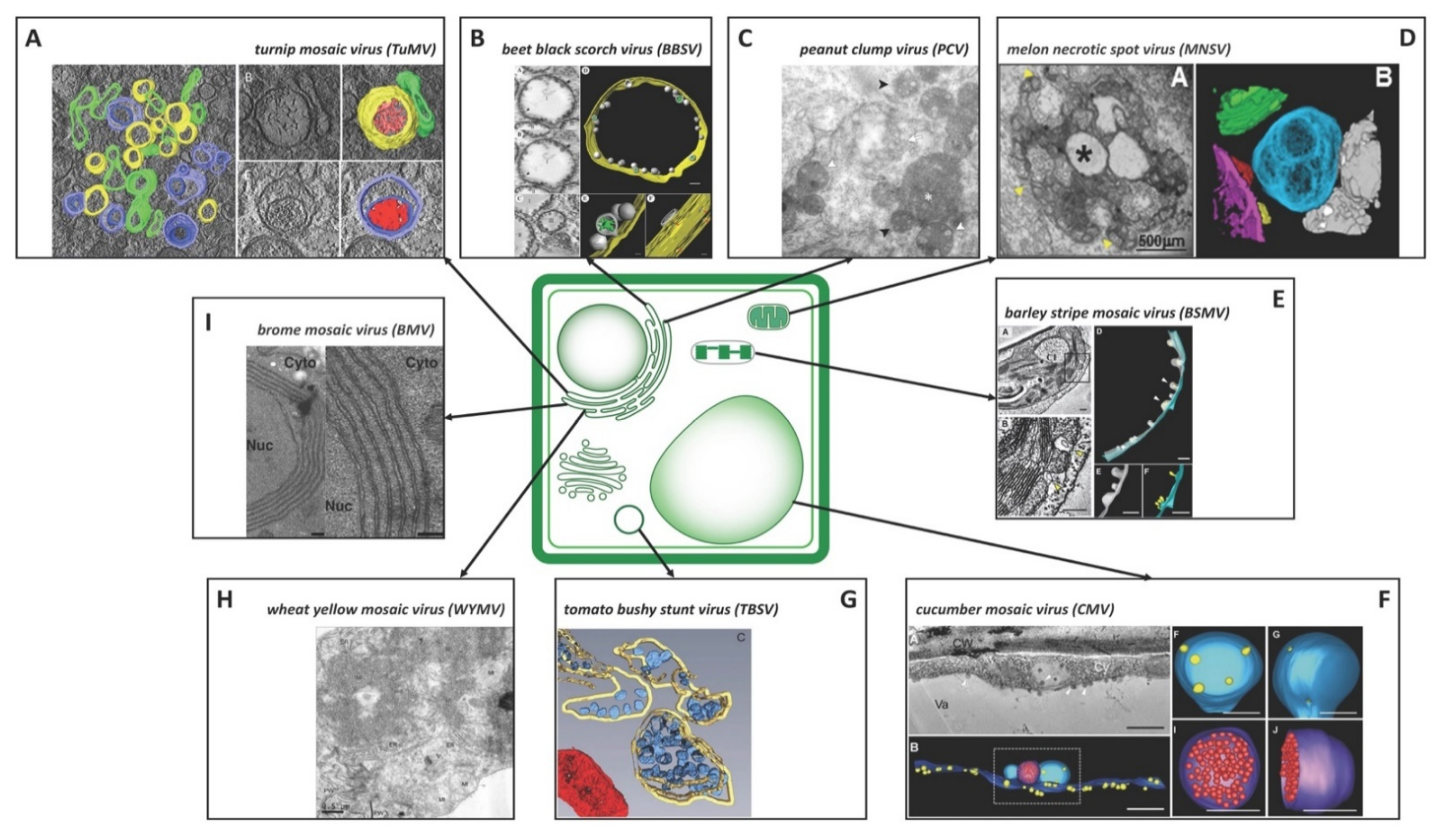 Cells 10 02407 g002