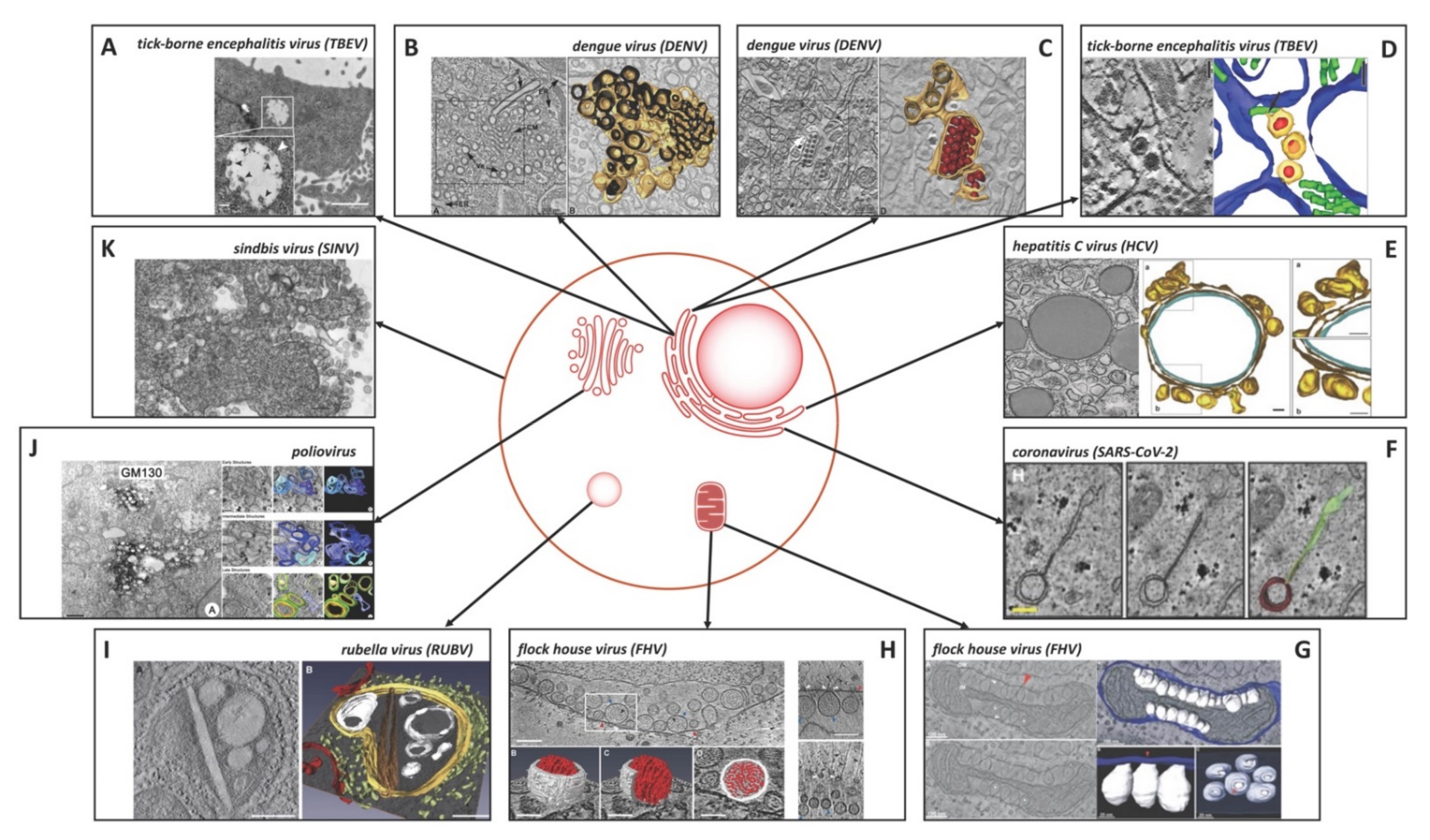 Cells 10 02407 g003