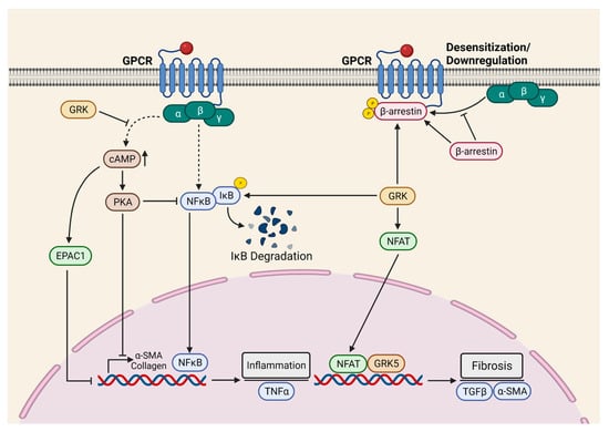 Cells | Free Full-Text | Mechanisms of Fibroblast Activation and ...