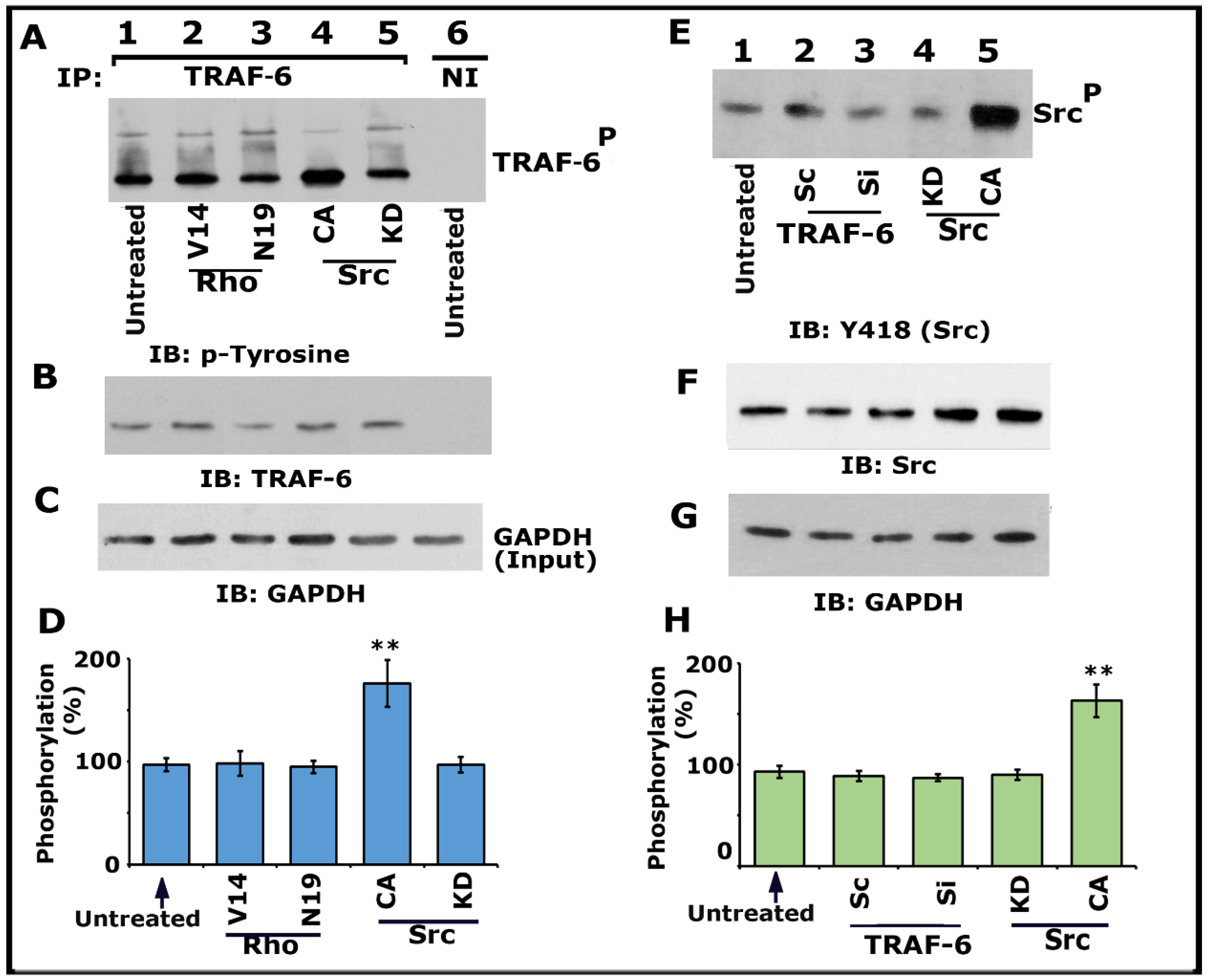Cells 10 02432 g004 Cells 10 02432 g004