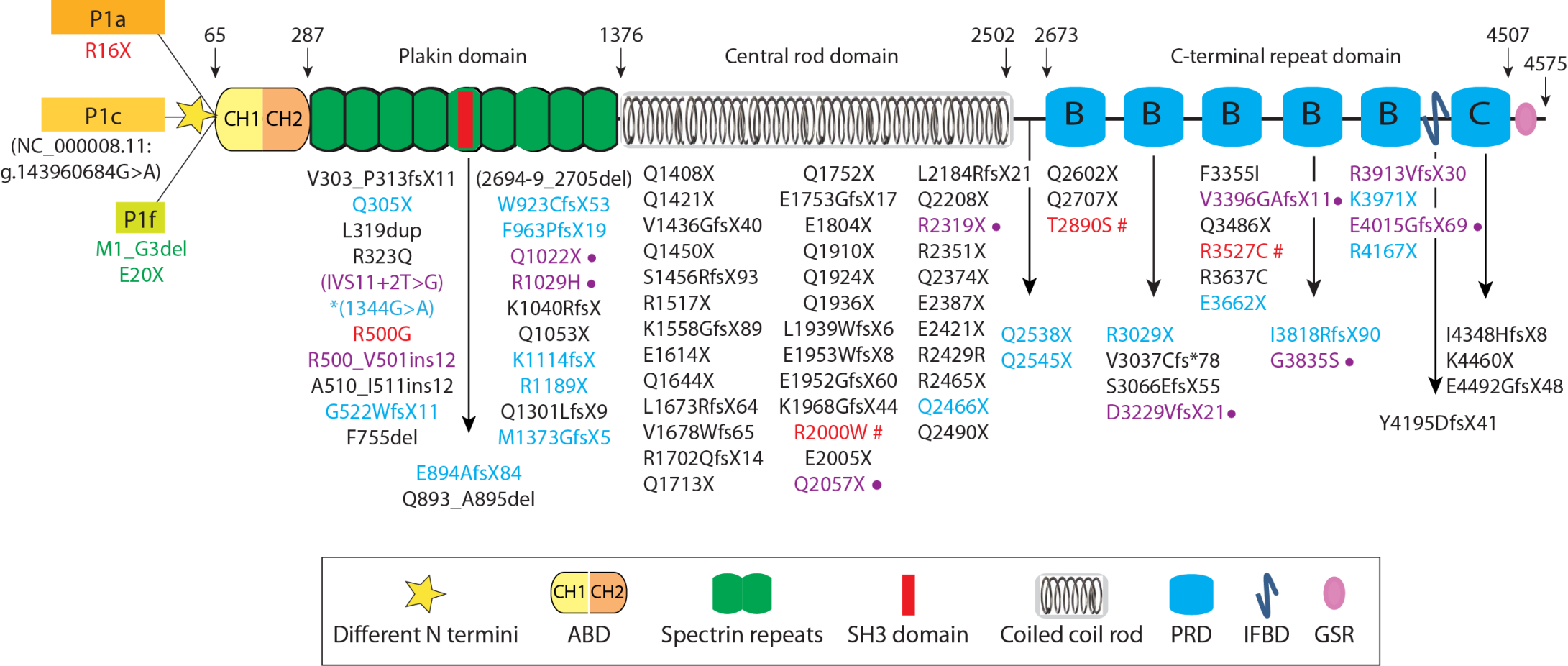 Cells 10 02453 g003 Cells 10 02453 g003