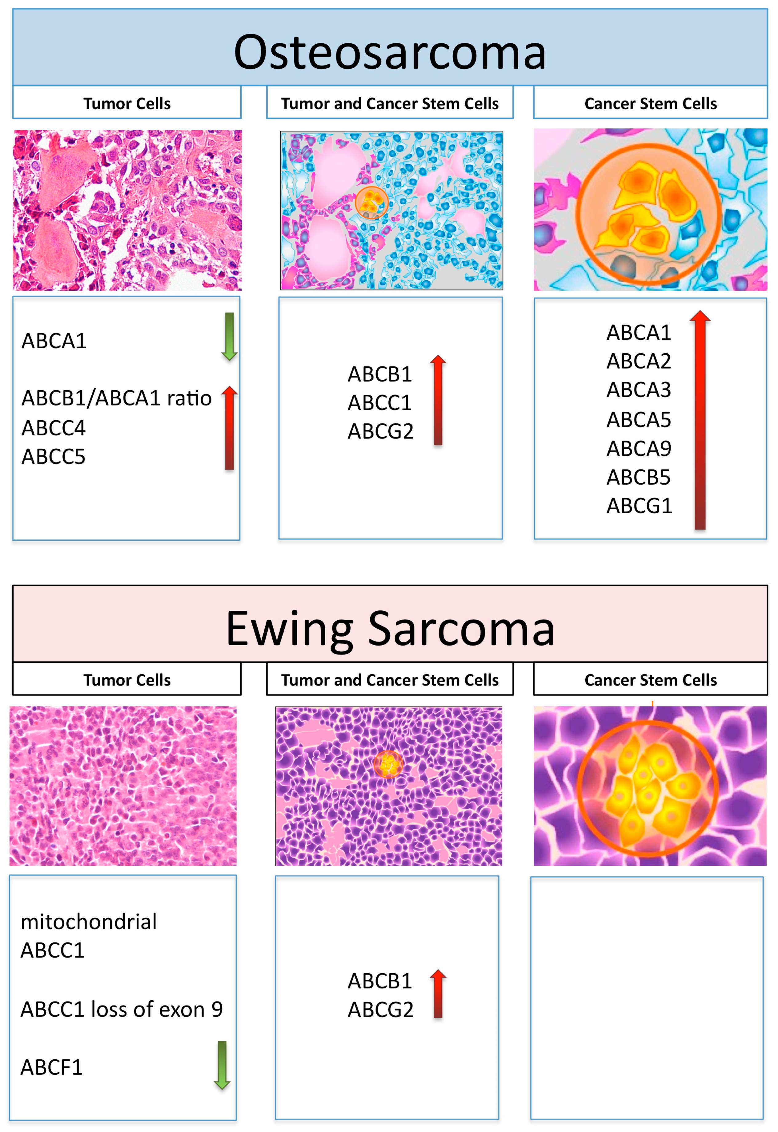 Cells | Full-Text | Impact of ABC Transporters in Osteosarcoma Ewing's Sarcoma: Which Are Involved in Chemoresistance and Which Are Not? | HTML