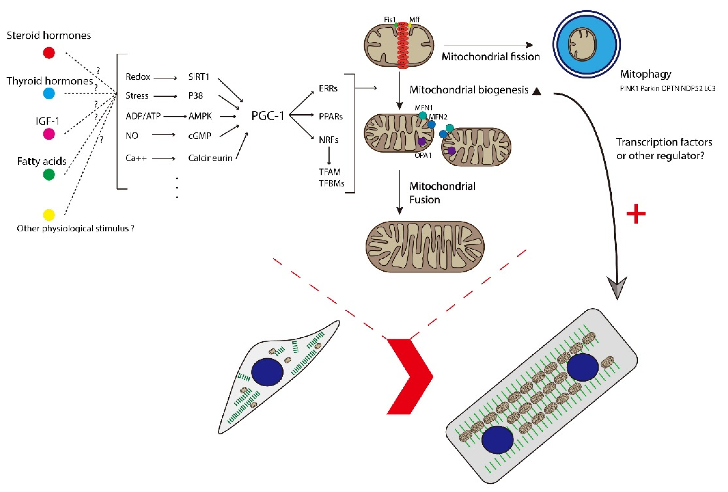 Cells | Free Full-Text | Mitochondrial Biogenesis, Mitochondrial ...