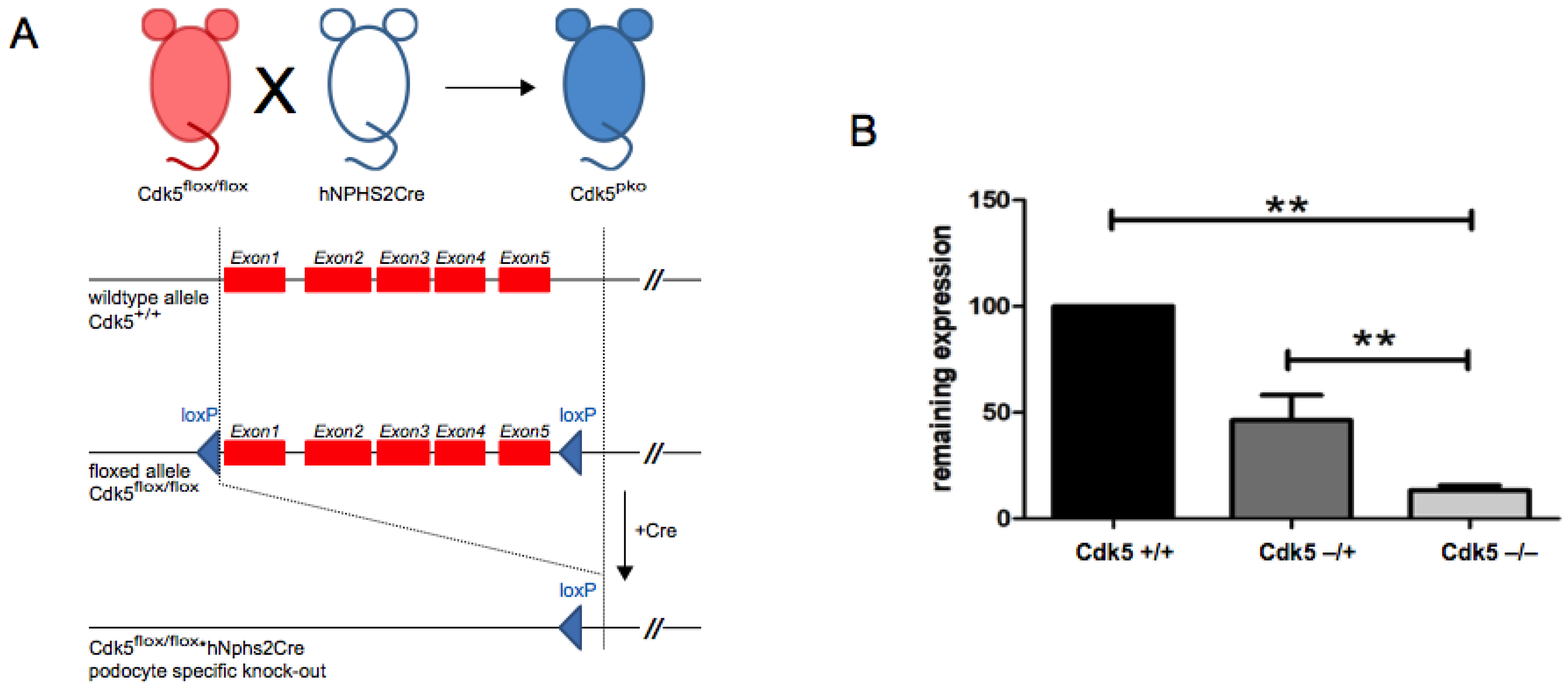 Cells 10 02464 g001 Cells 10 02464 g001