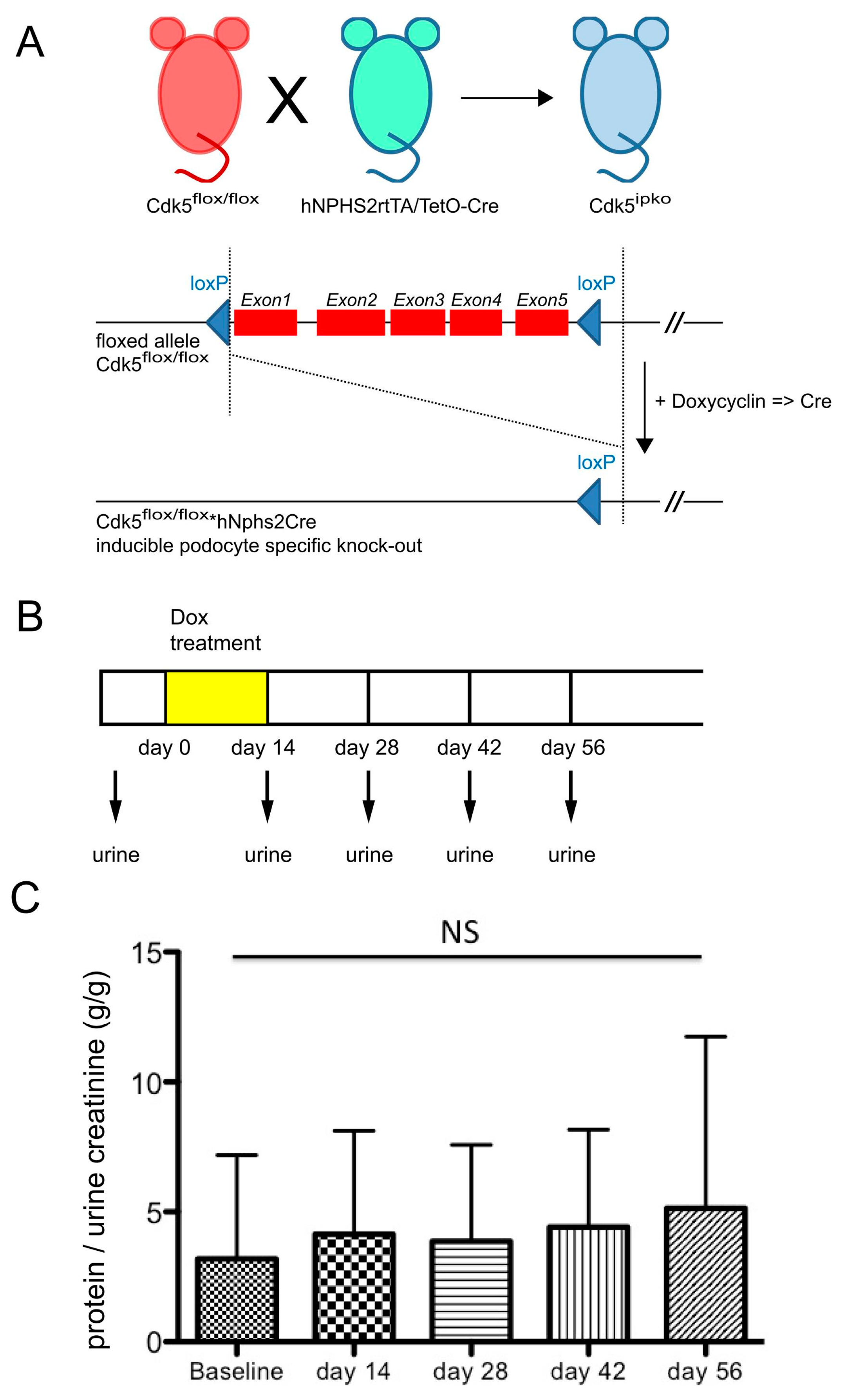 Cells 10 02464 g003 Cells 10 02464 g003