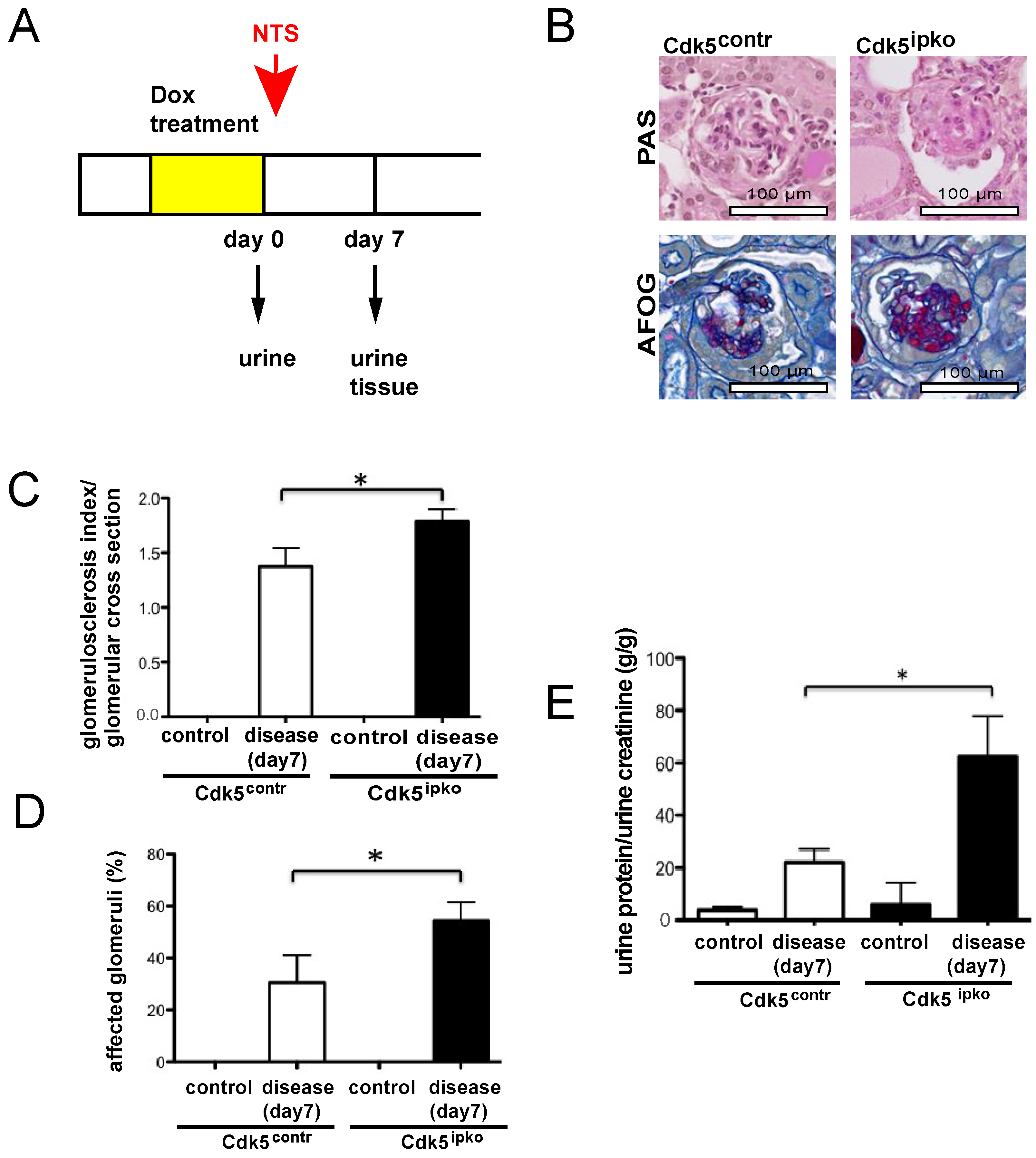 Cells 10 02464 g004 Cells 10 02464 g004